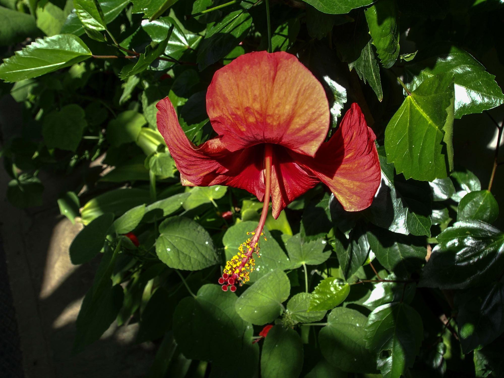Image of Hibiscus Ã— archeri