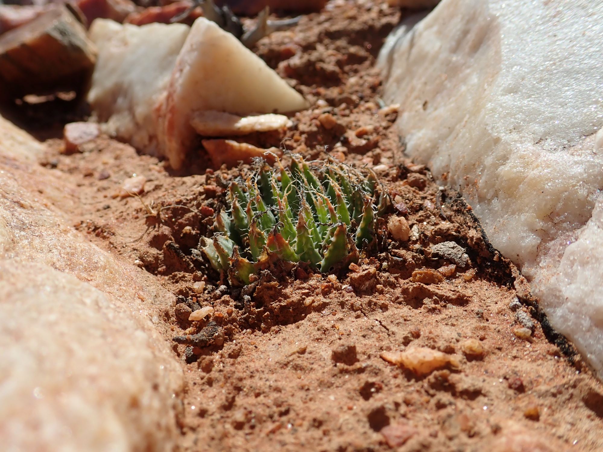 Image of Haworthia arachnoidea
