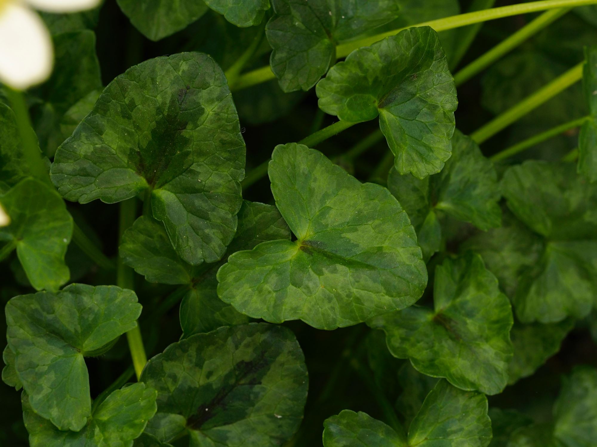Image of Ficaria verna 'Single Cream'