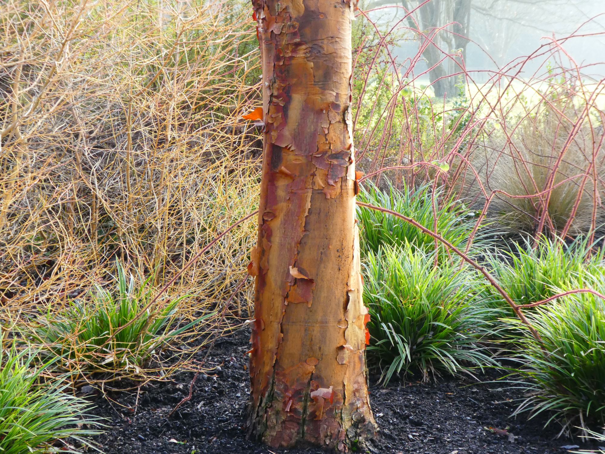 Image of Acer griseum