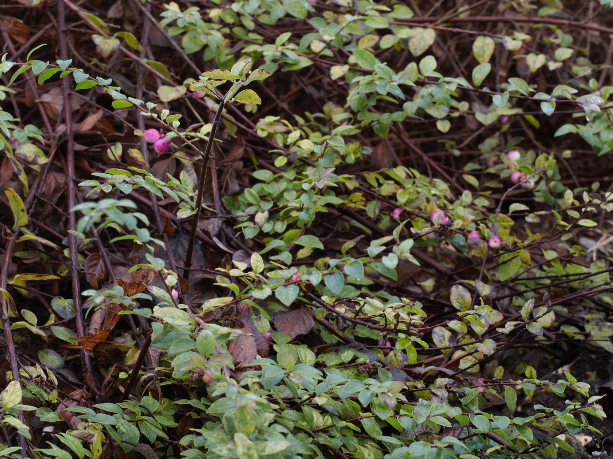Image of Symphoricarpos Ã— chenaultii 'Hancock'