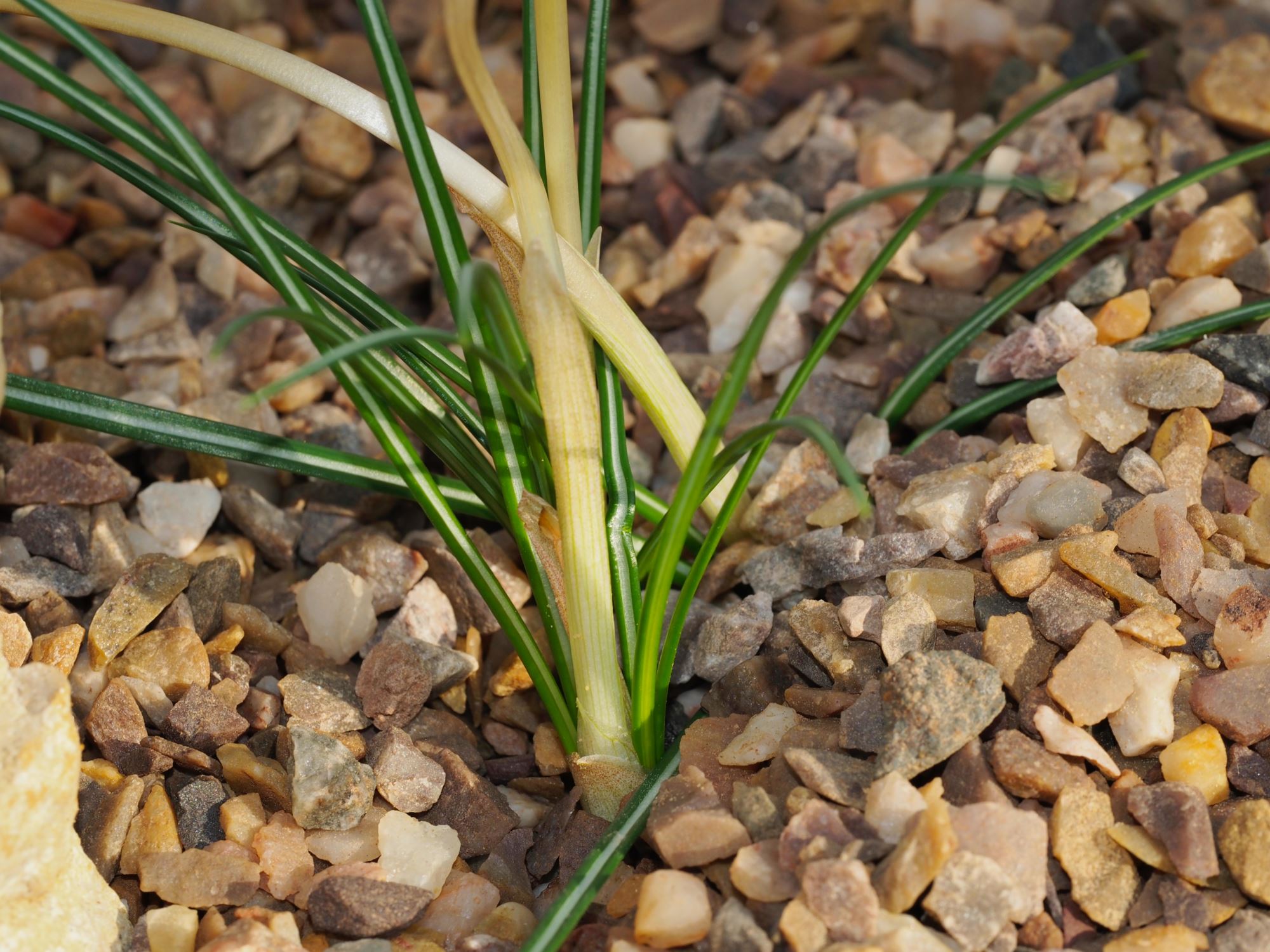 Image of Crocus niveus