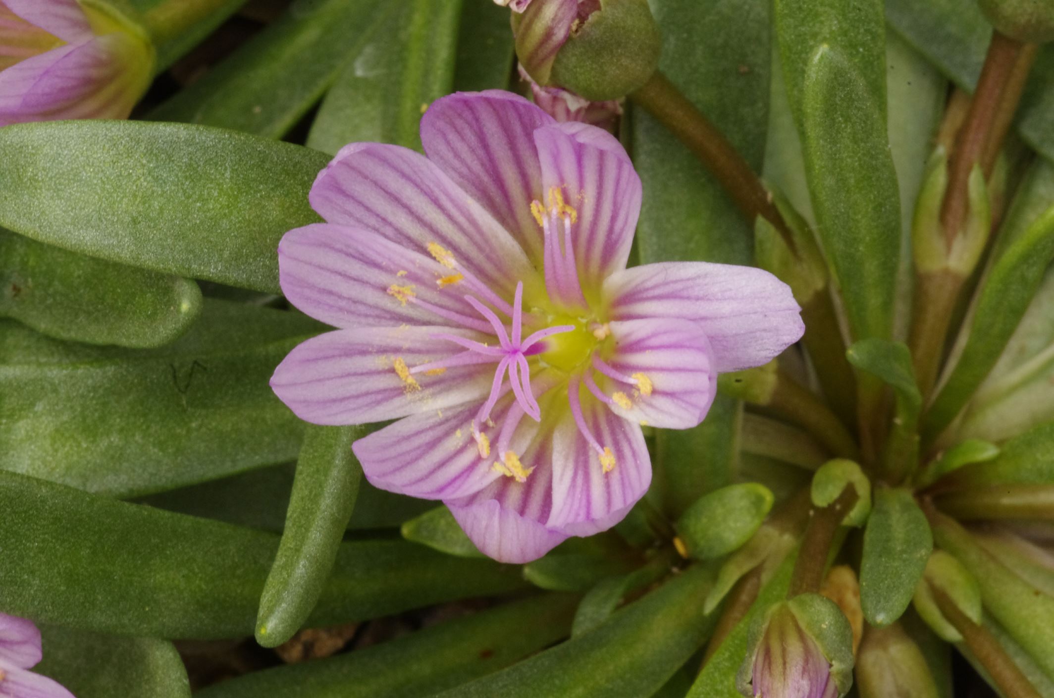 Image of Lewisia nevadensis 'Rosea'