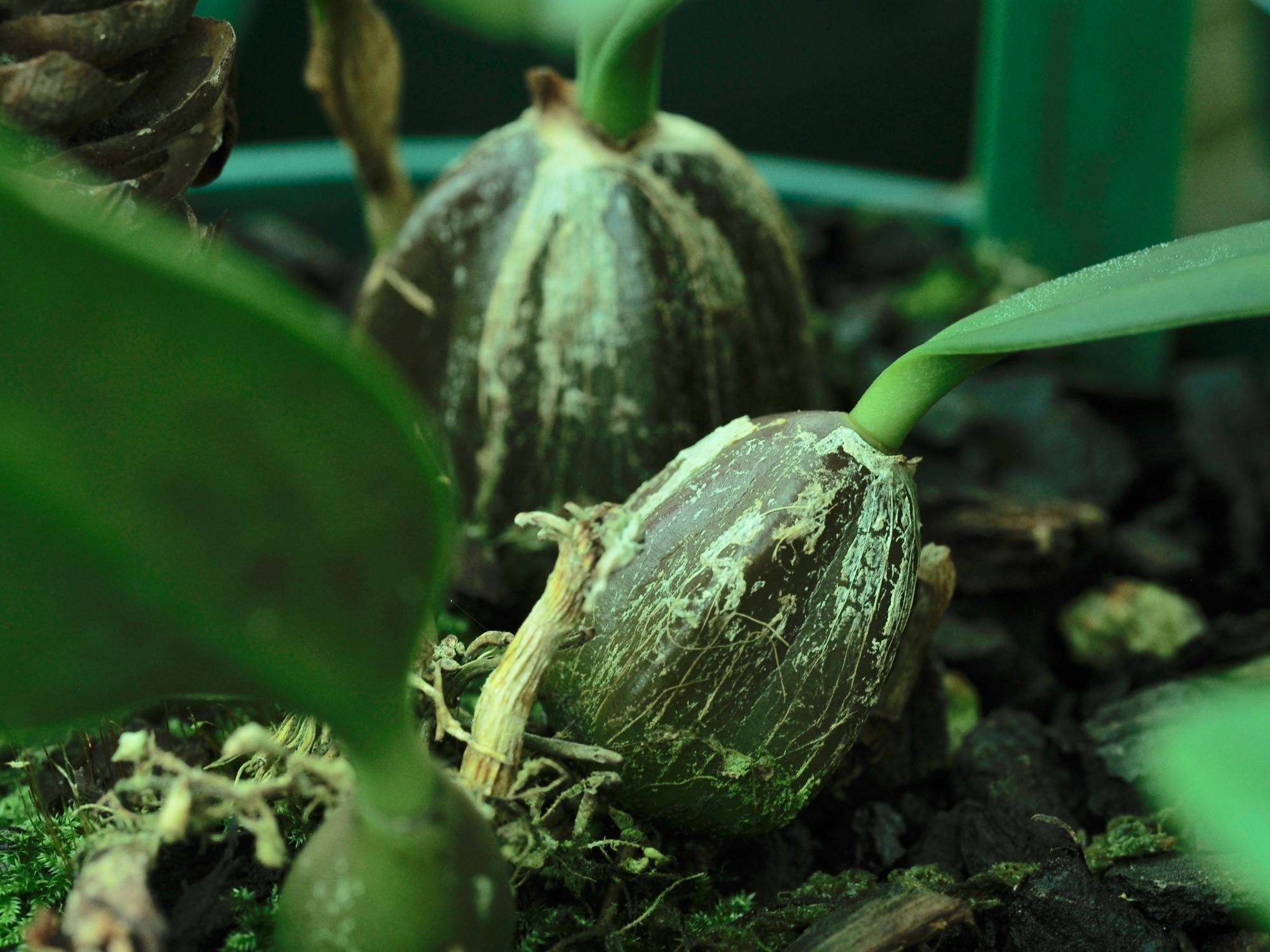 Image of Bulbophyllum elassonotum [Dark form]