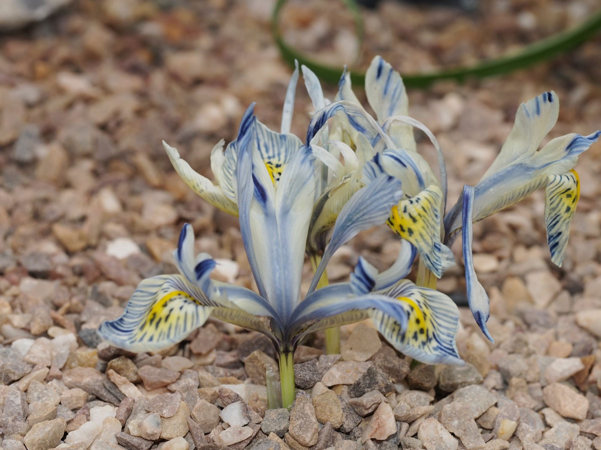 Image of Iris 'Katharine Hodgkin'