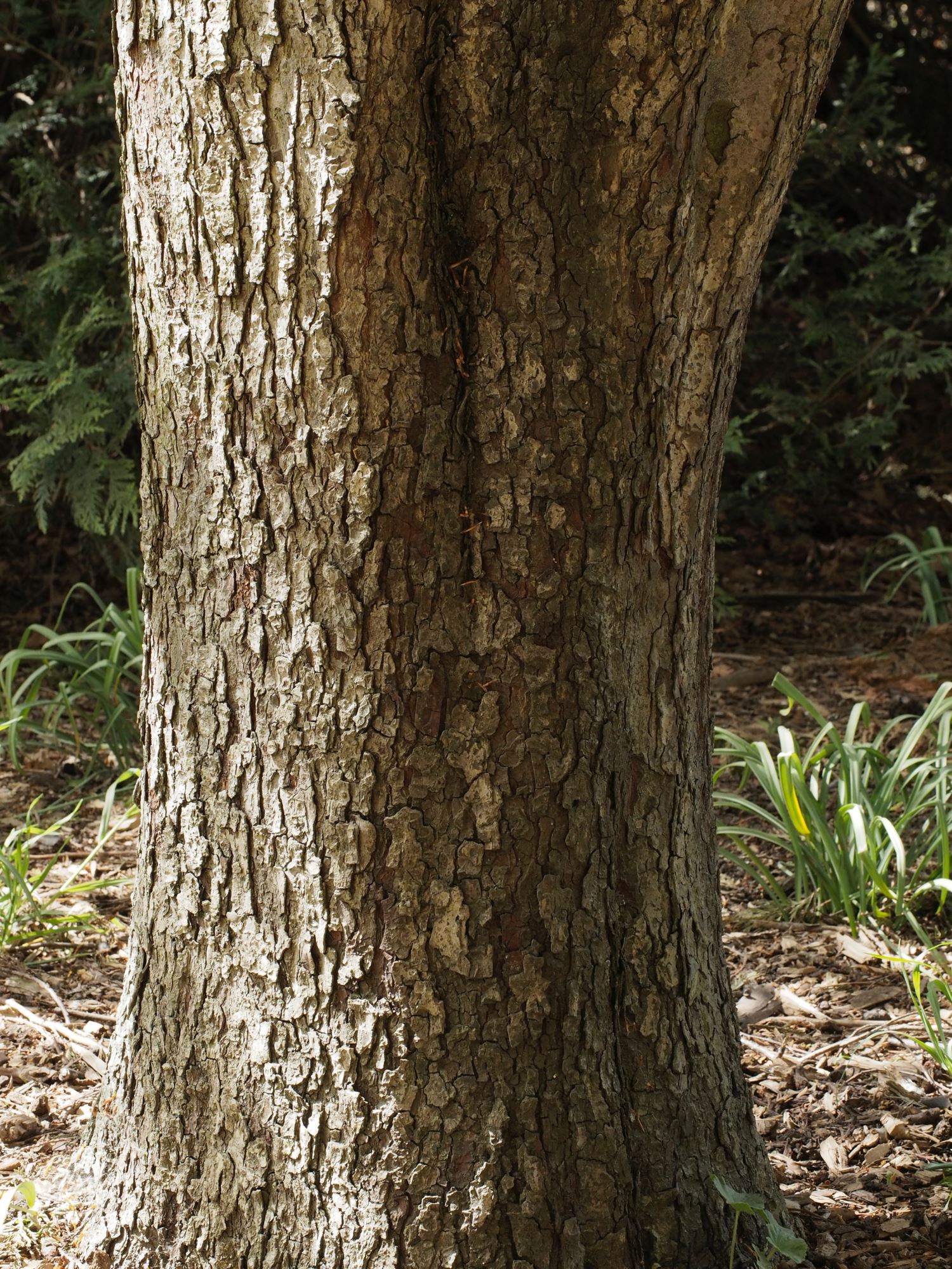 Image of Sorbus torminalis