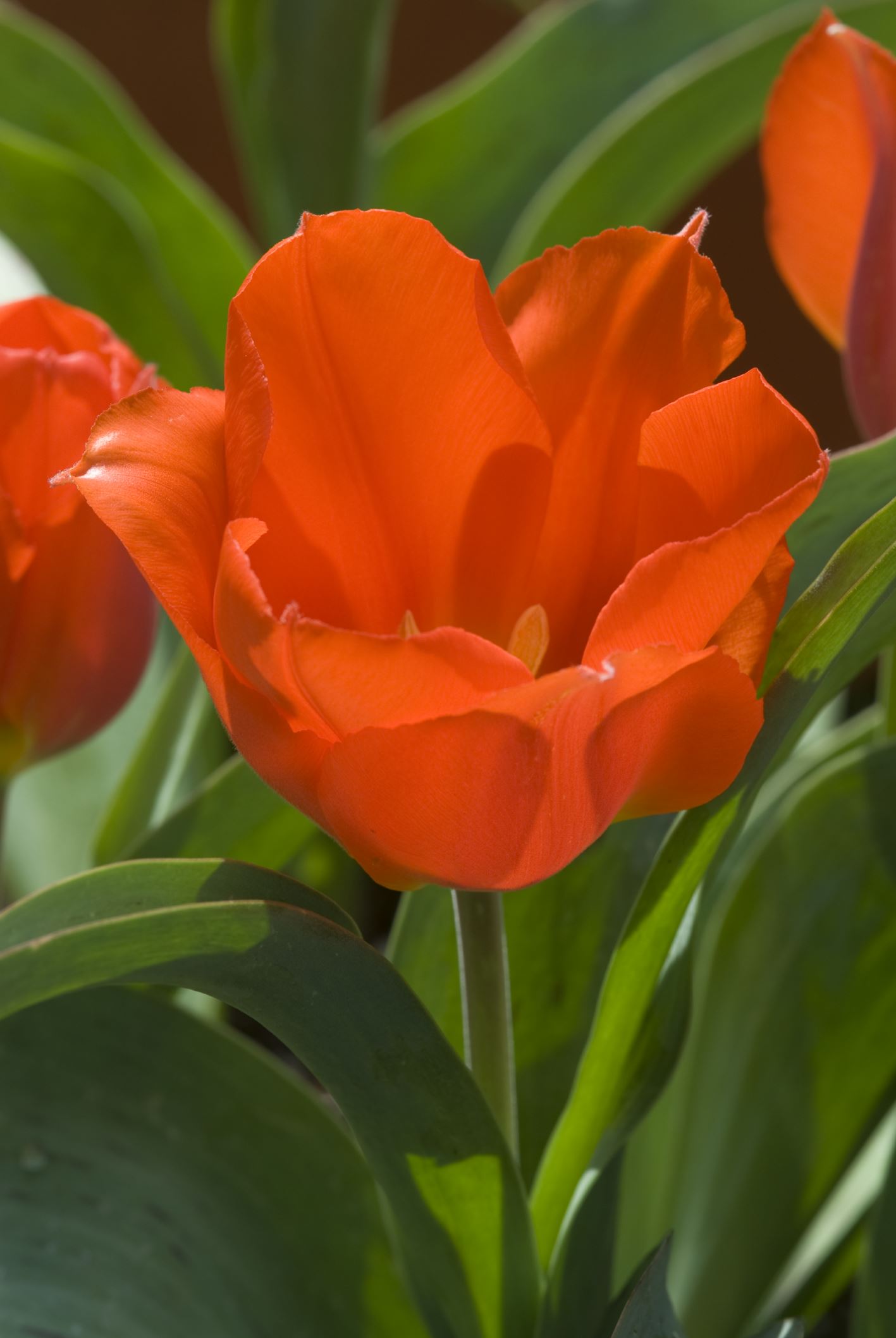 Image of Tulipa greigii 'Aurea'