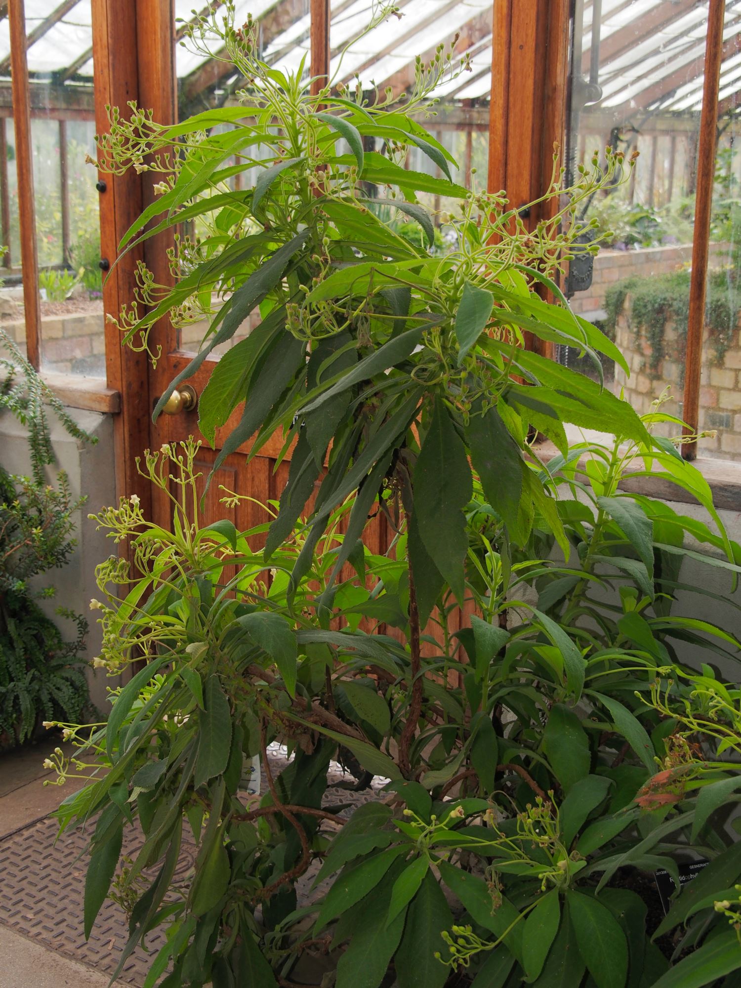 Image of Rhytidophyllum tomentosum