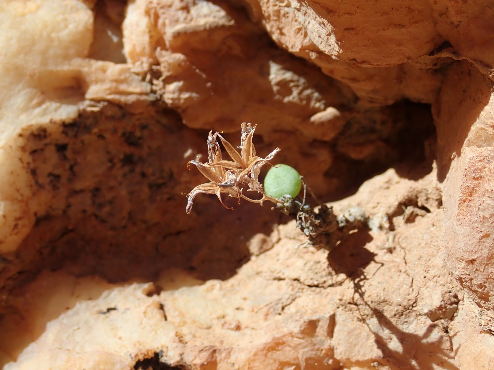 Image of Tylecodon similis