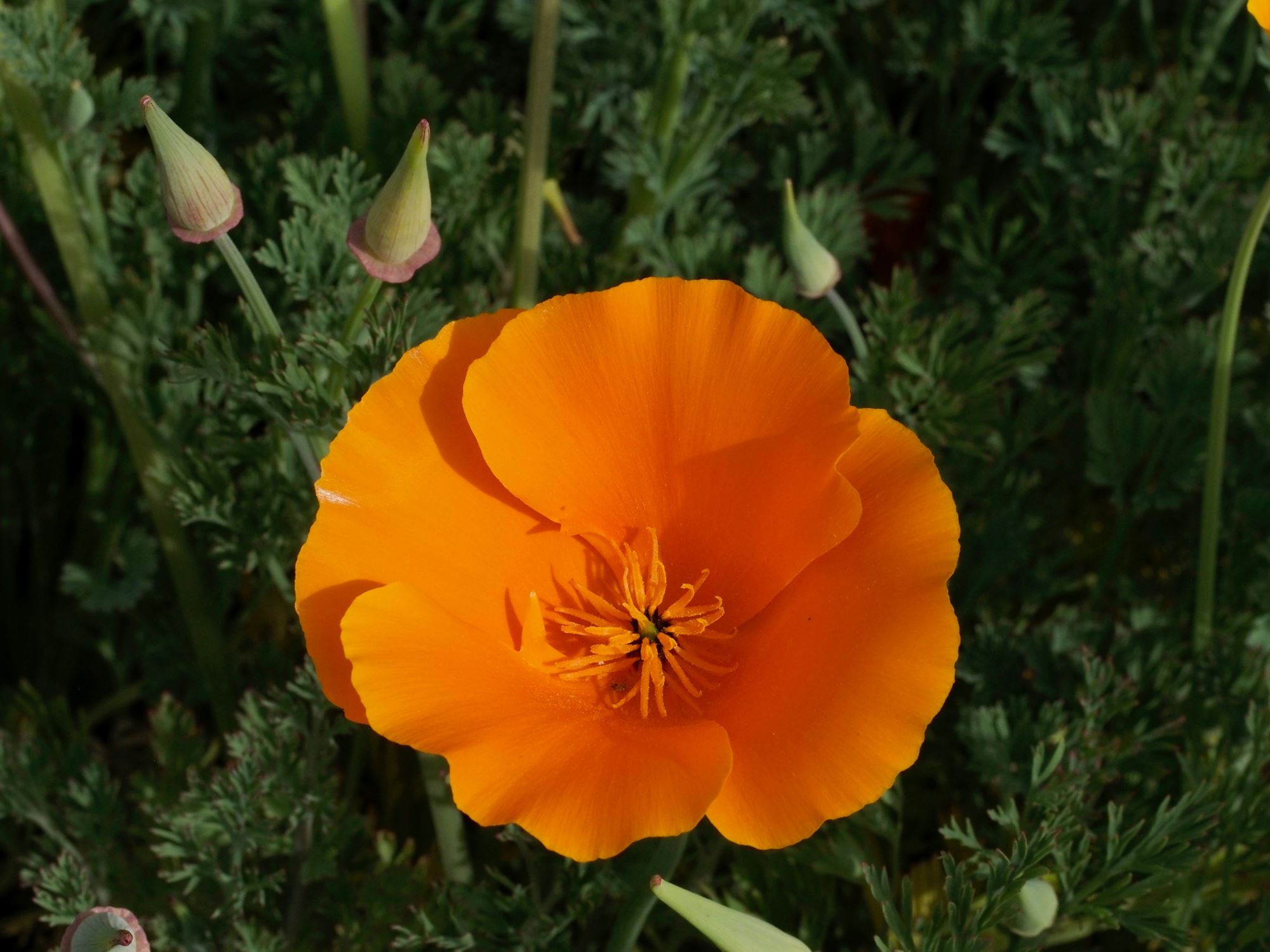 Image of Eschscholzia californica