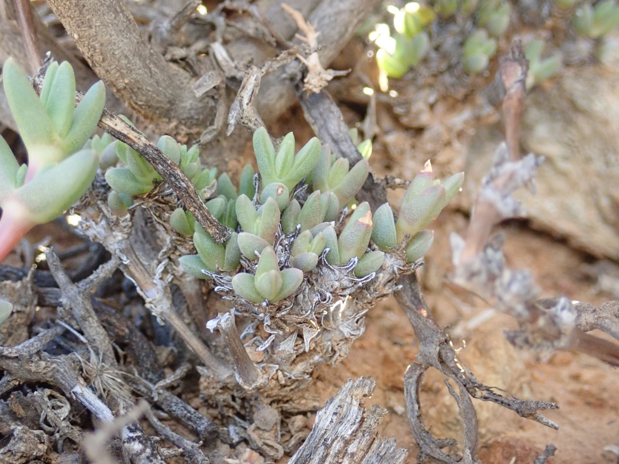 Image of Antimima sp.