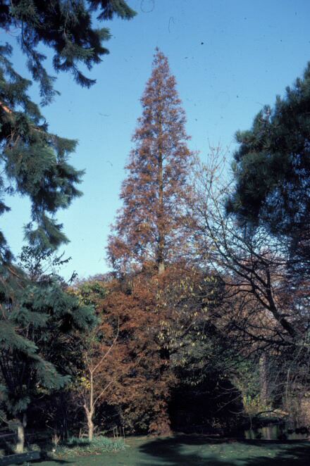 Image of Metasequoia glyptostroboides