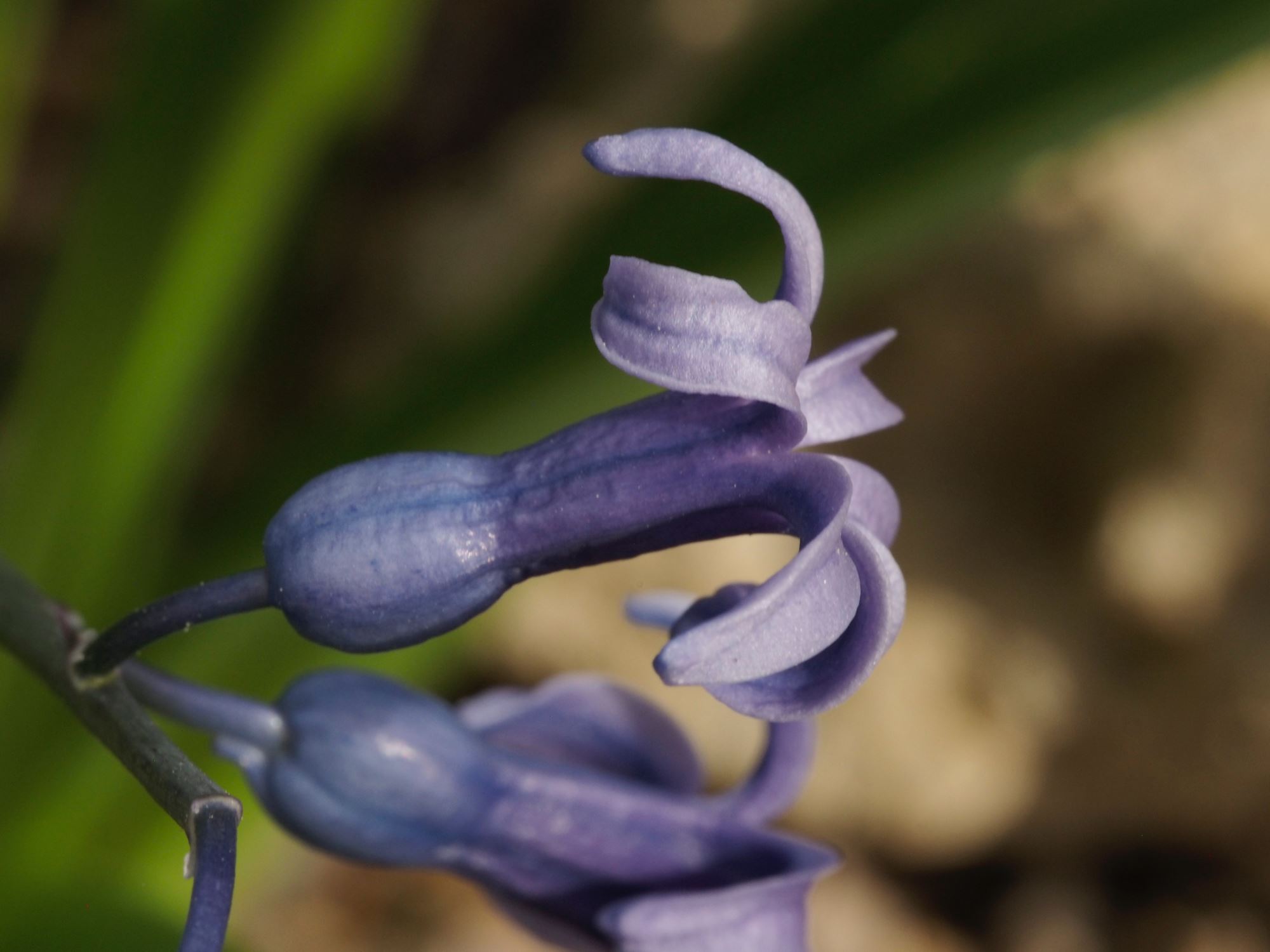 Image of Hyacinthus orientalis