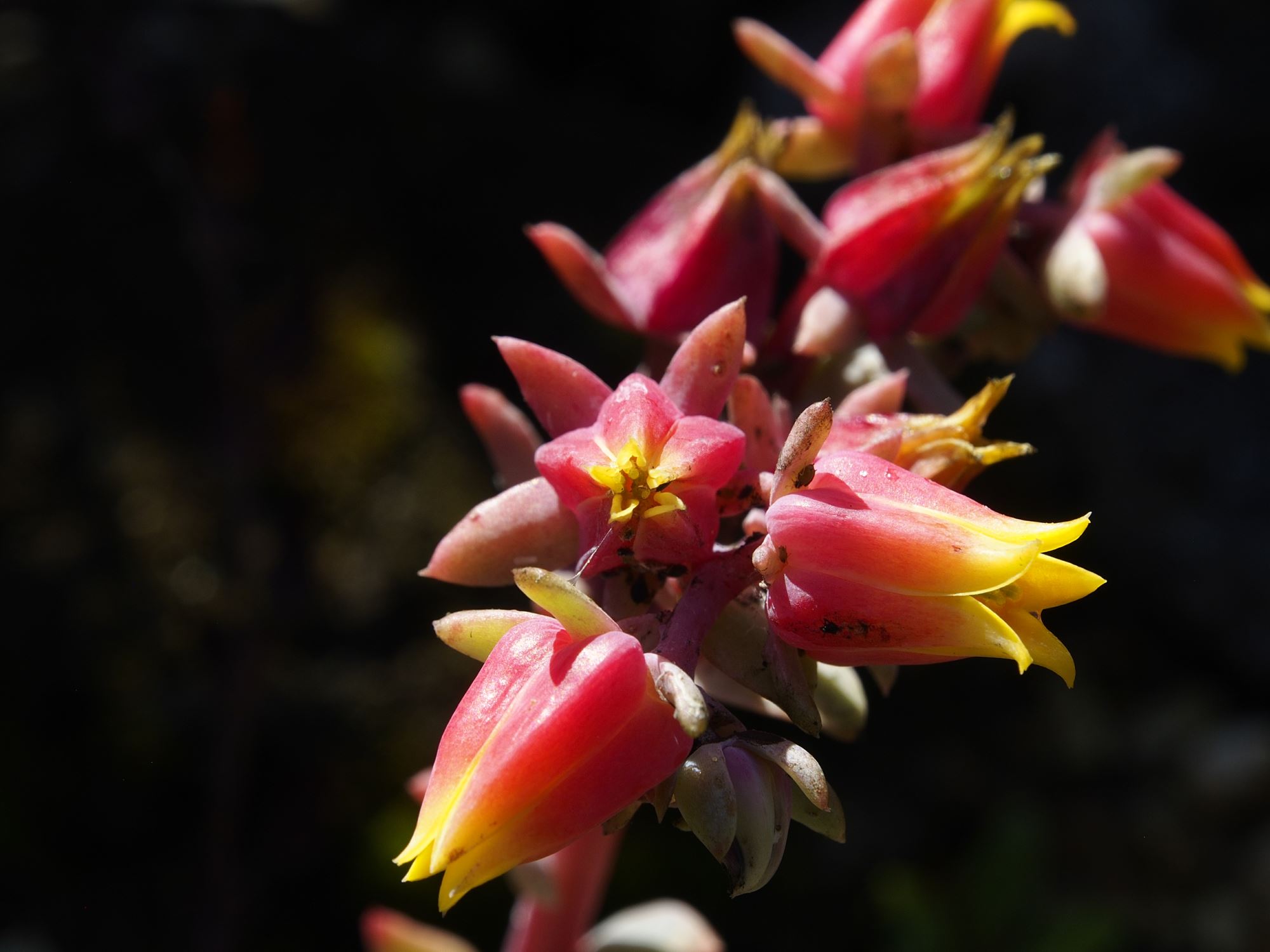 Image of Sempervivum calcareum