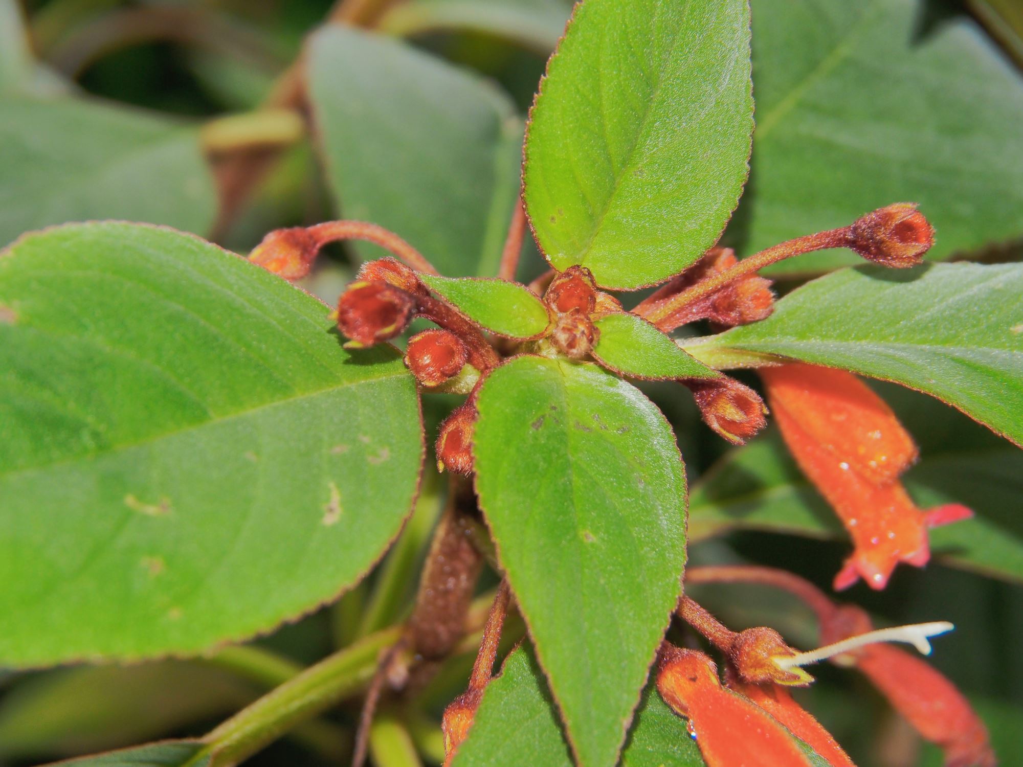 Image of Kohleria eriantha