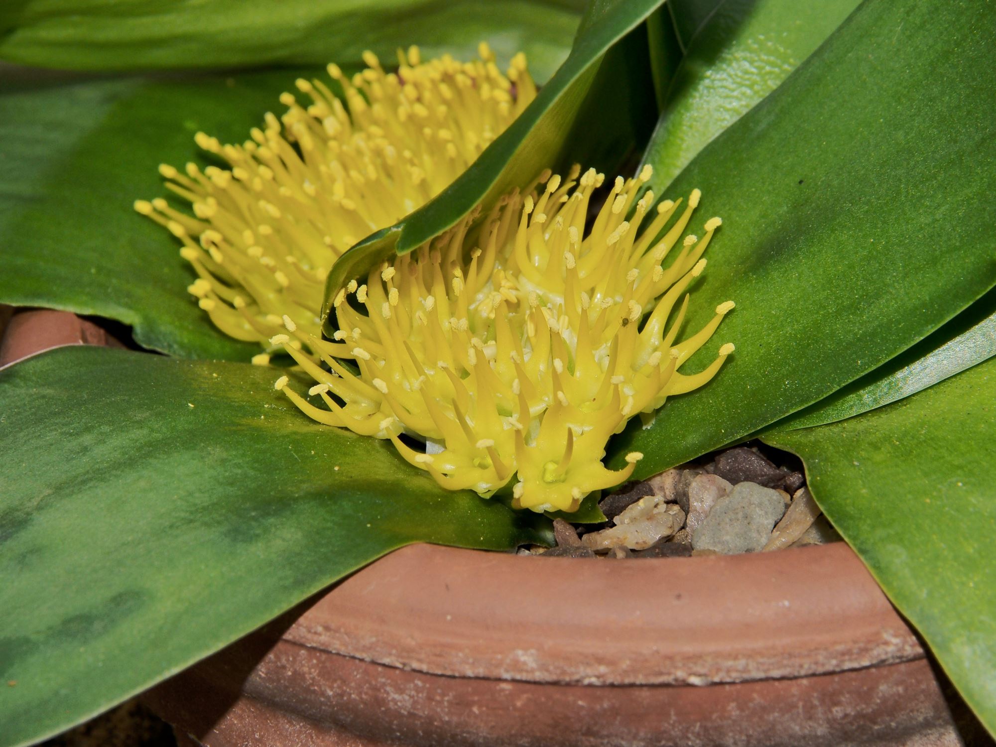 Image of Massonia citrina