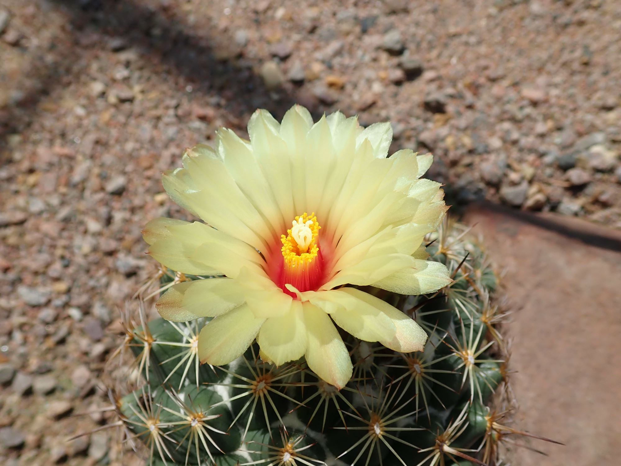 Image of Coryphantha cornifera