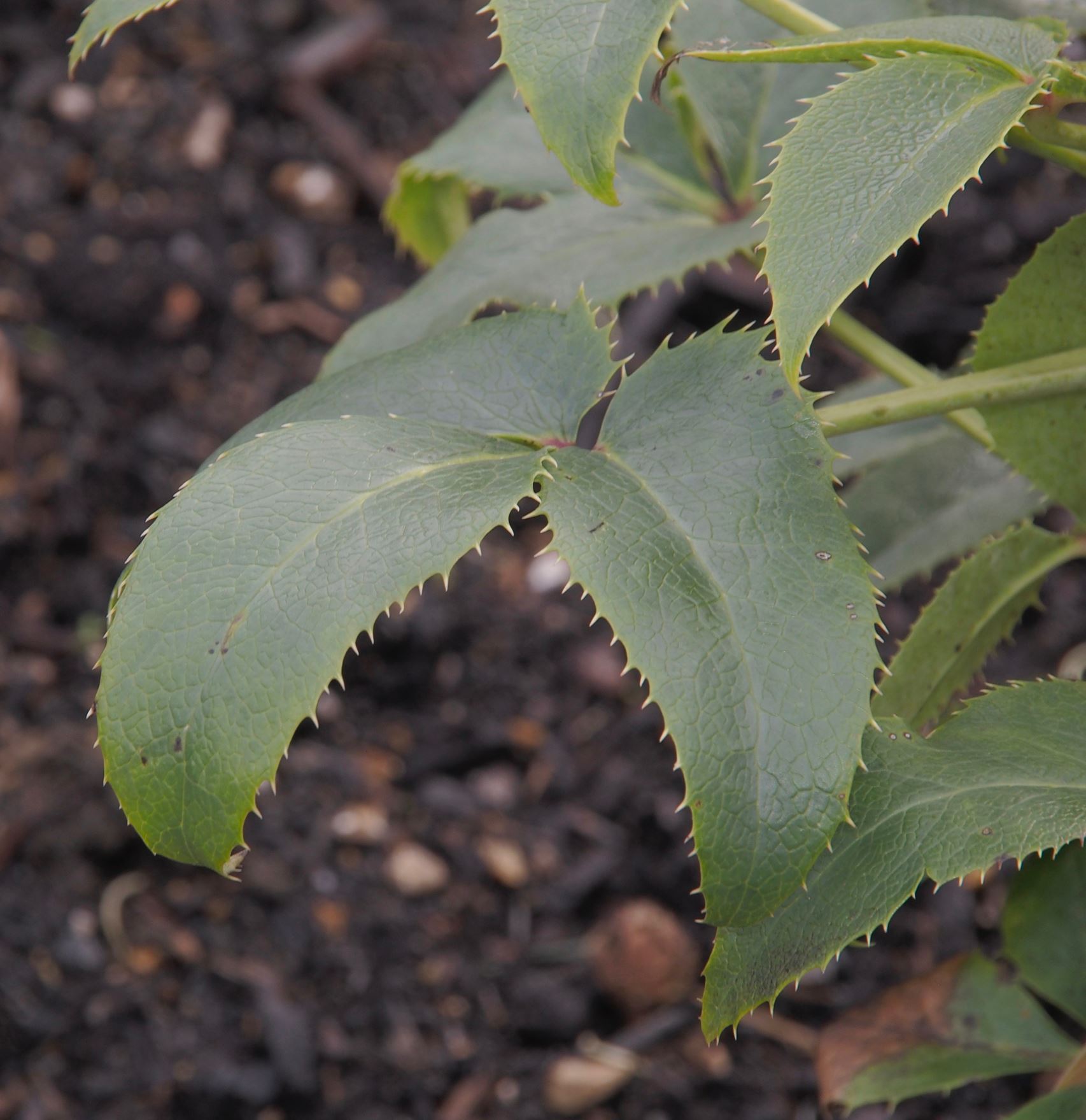 Image of Helleborus lividus subsp. corsicus