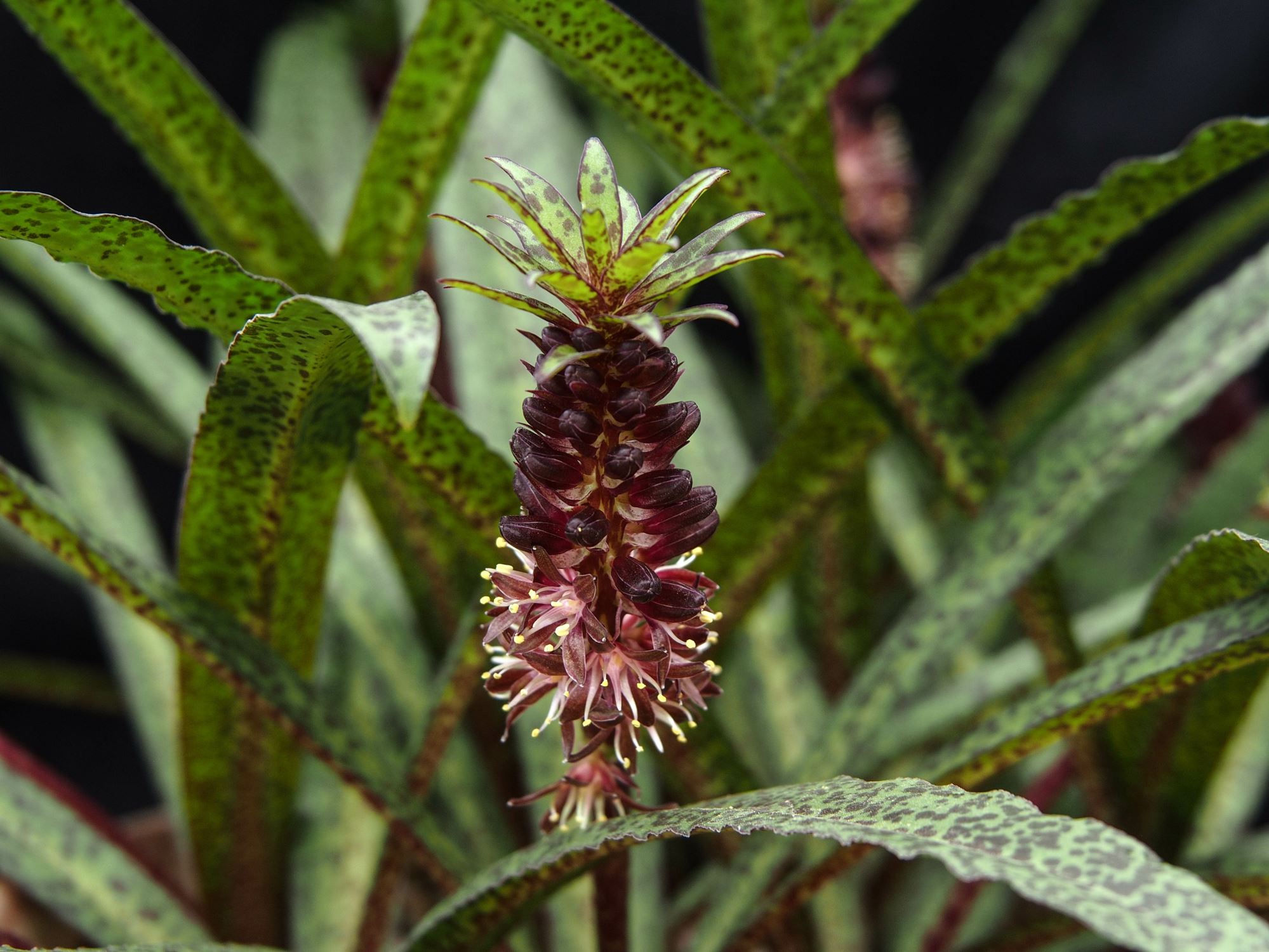 Image of Eucomis vandermerwei