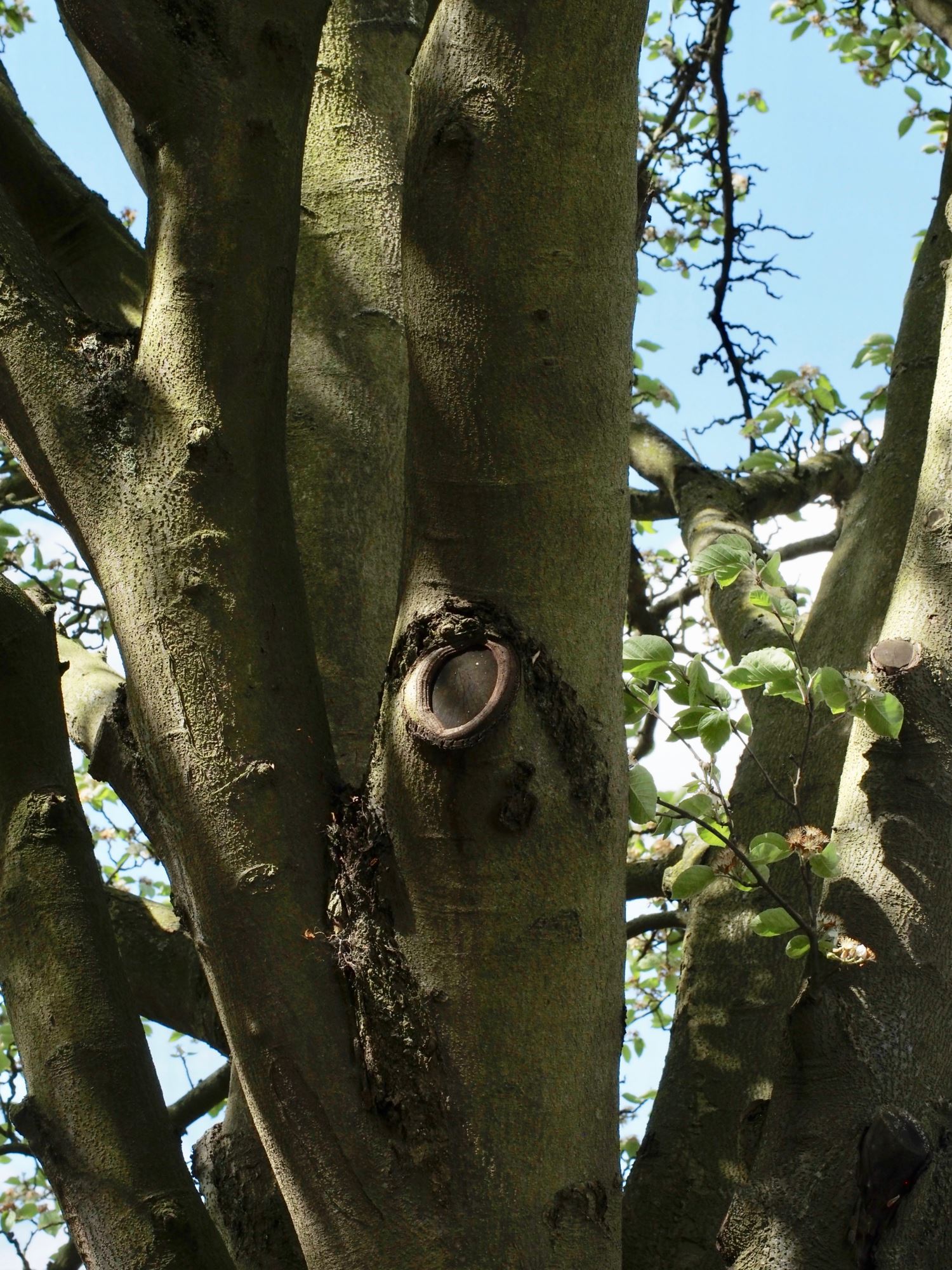 Image of Malus tschonoskii