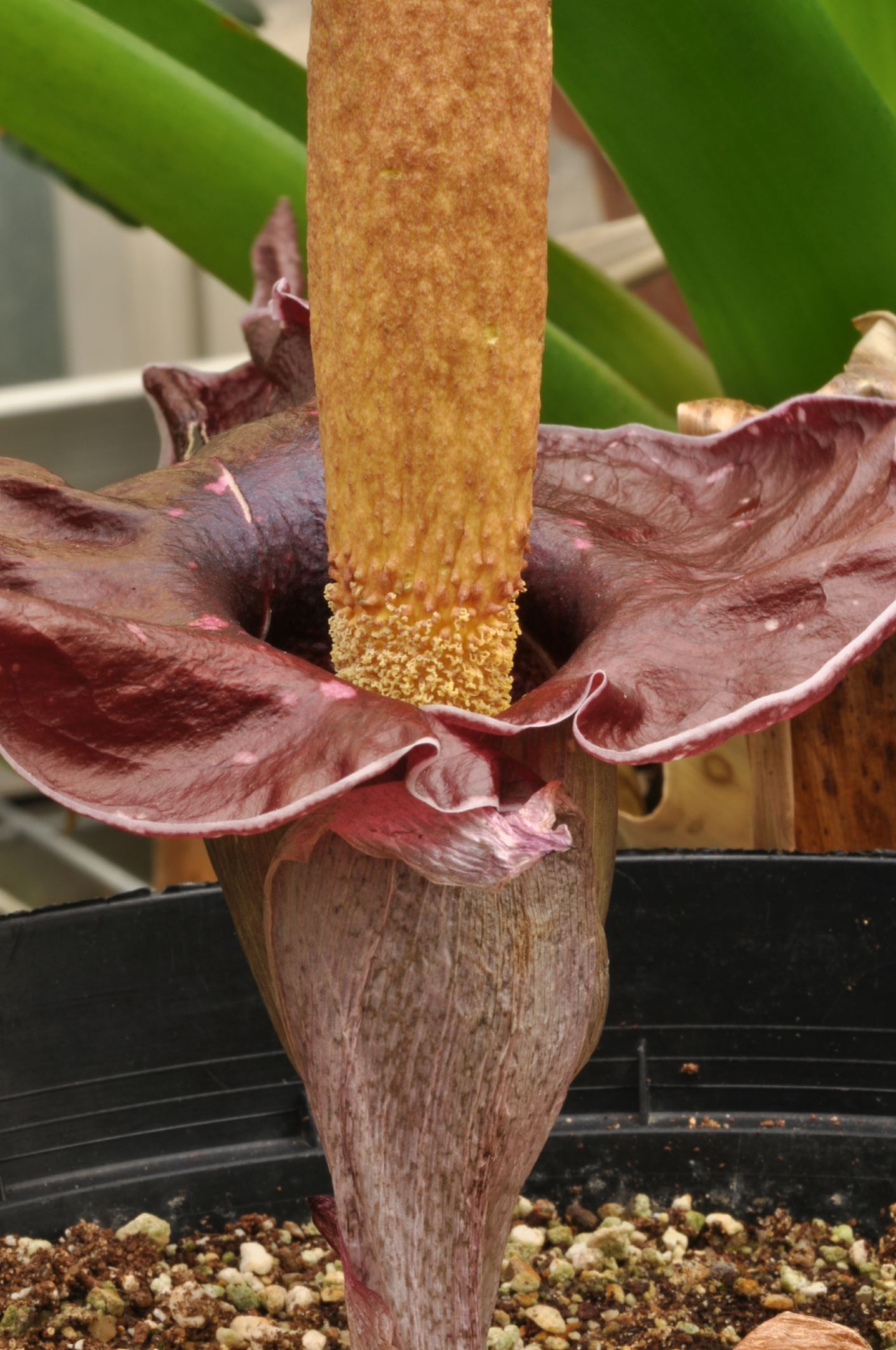 Image of Amorphophallus henryi