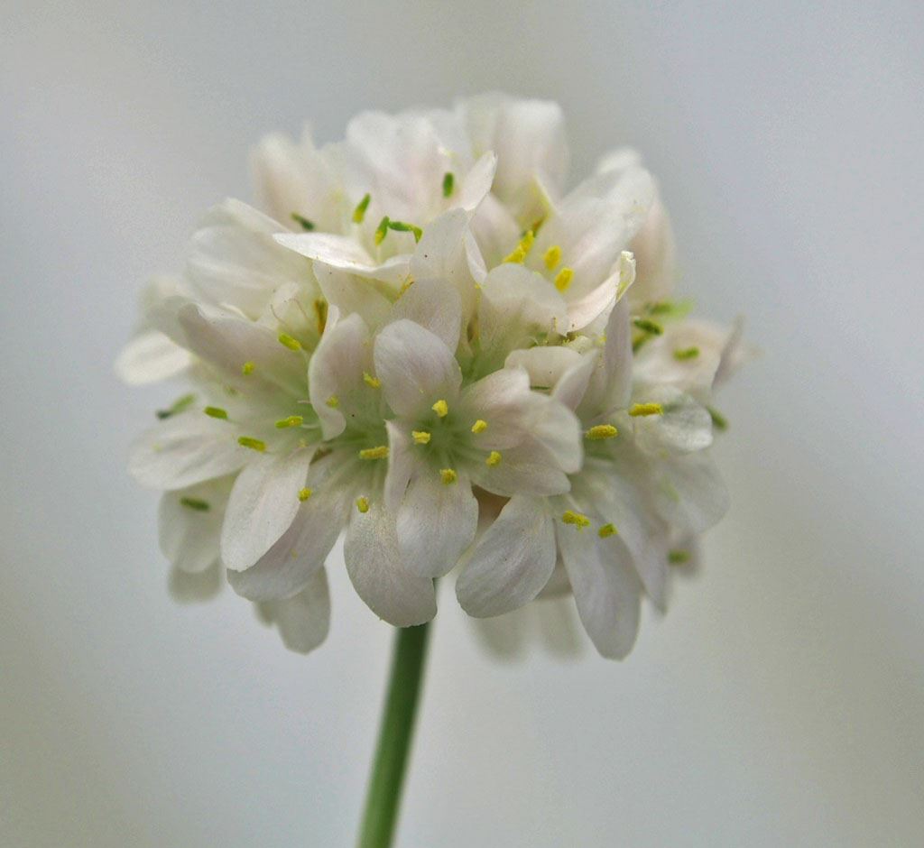 Image of Armeria alliacea