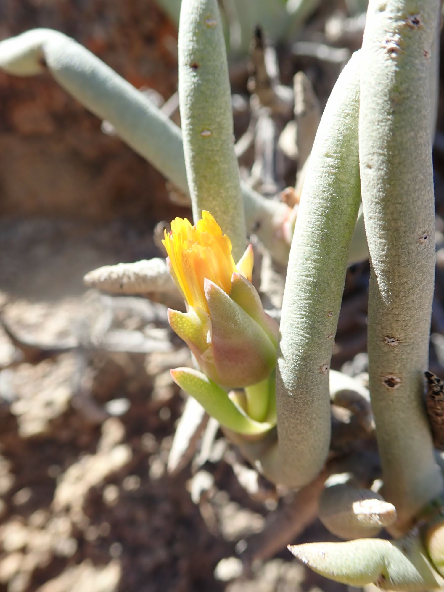 Image of Cephalophyllum herrei