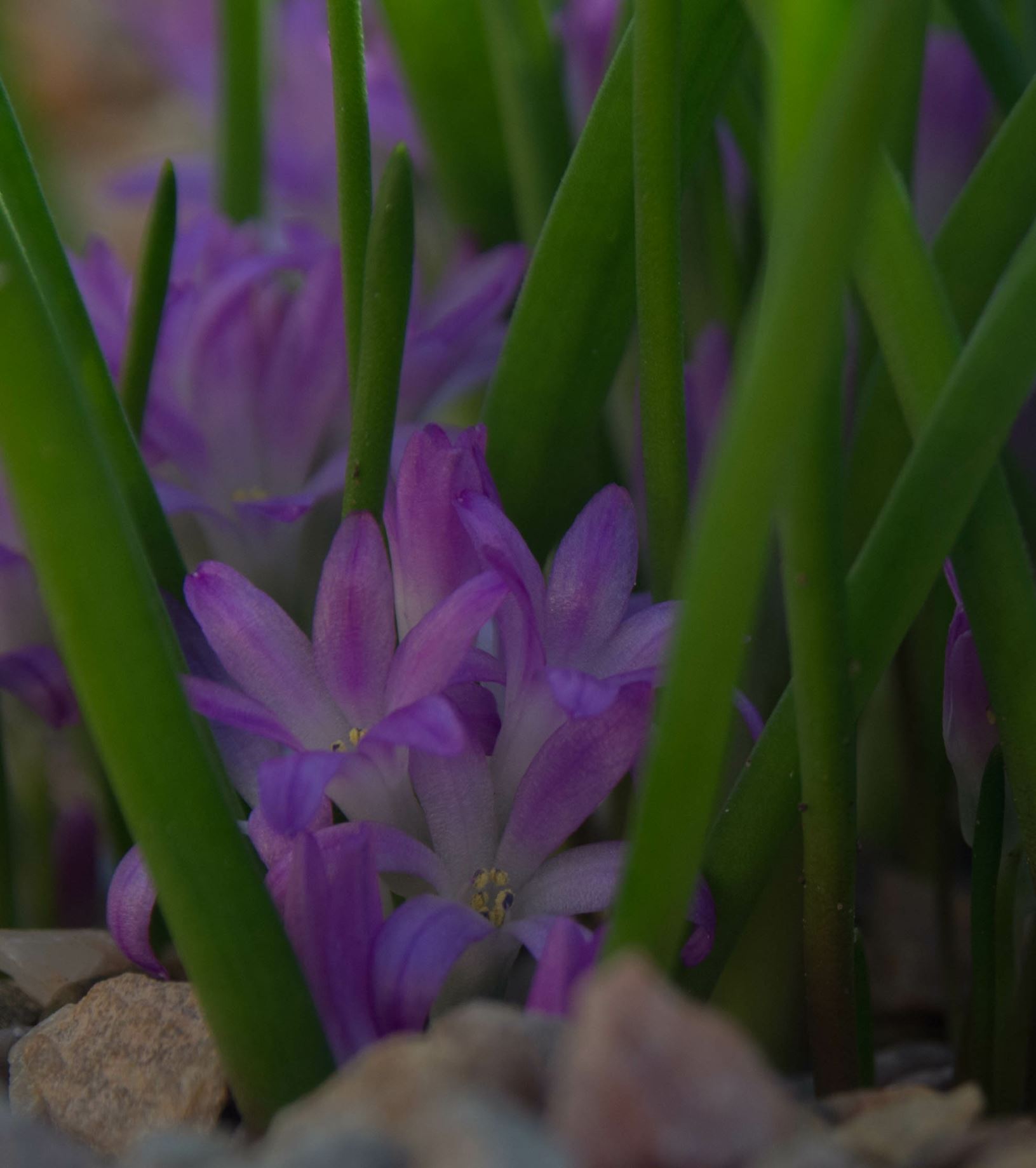 Image of Lachenalia paucifolia