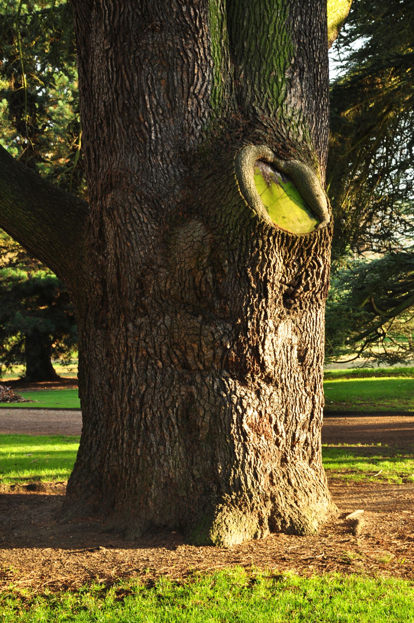 Image of Cedrus libani