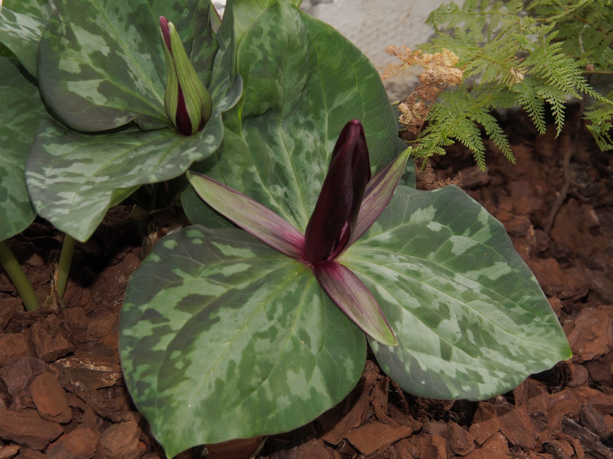 Image of Trillium chloropetalum