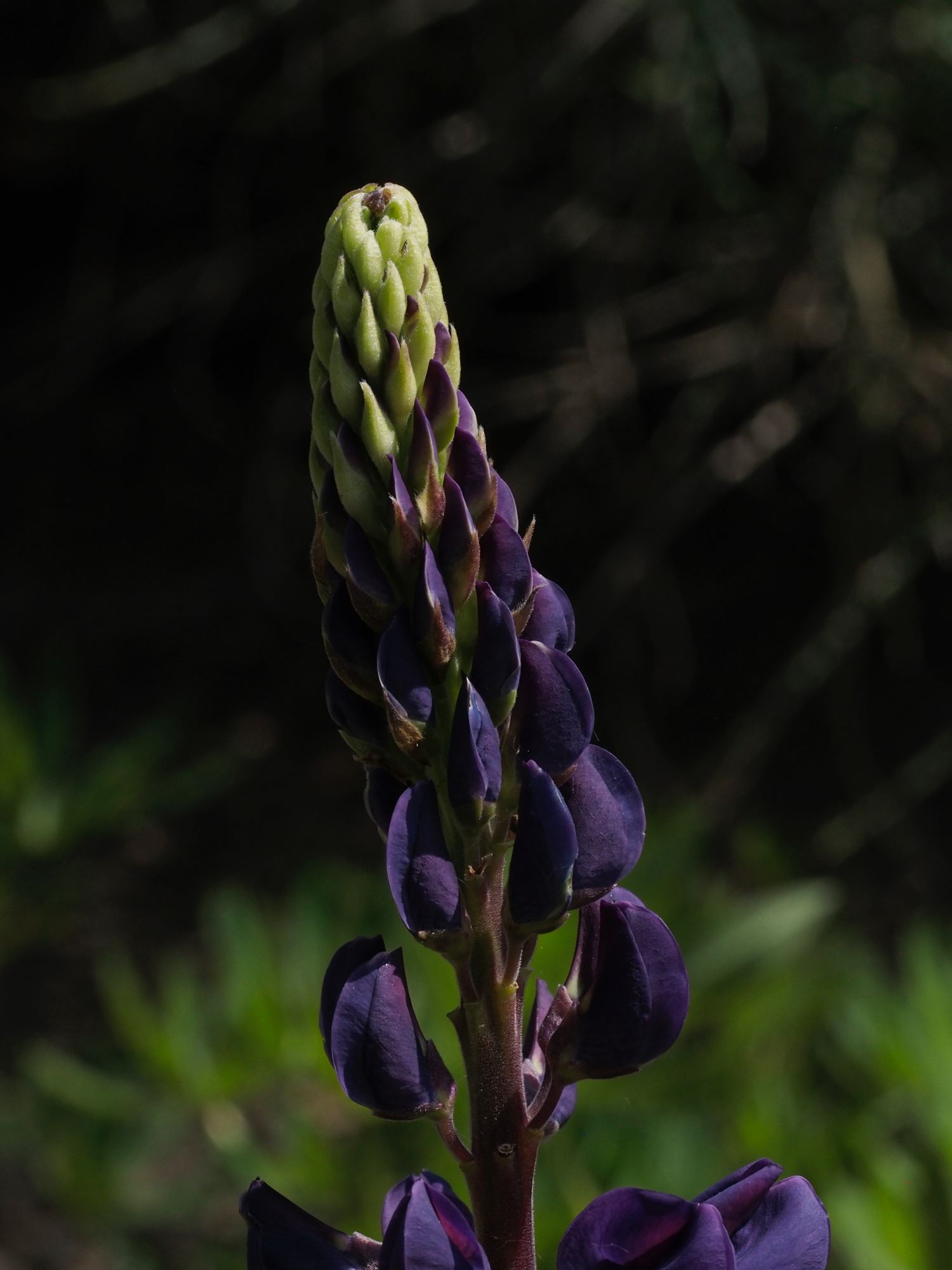 Image of Lupinus polyphyllus