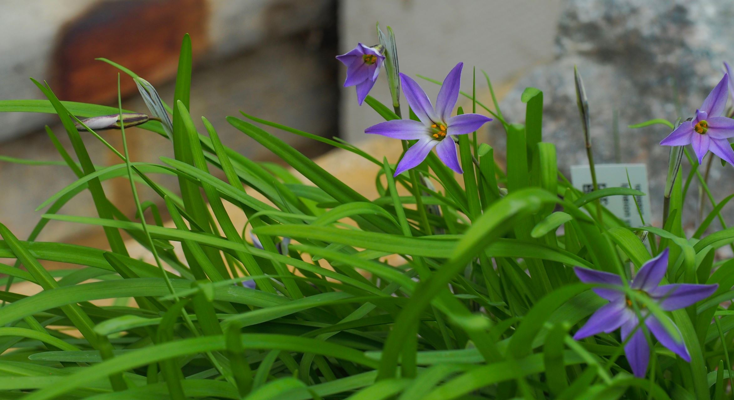 Image of Ipheion uniflorum 'Froyle Mill'