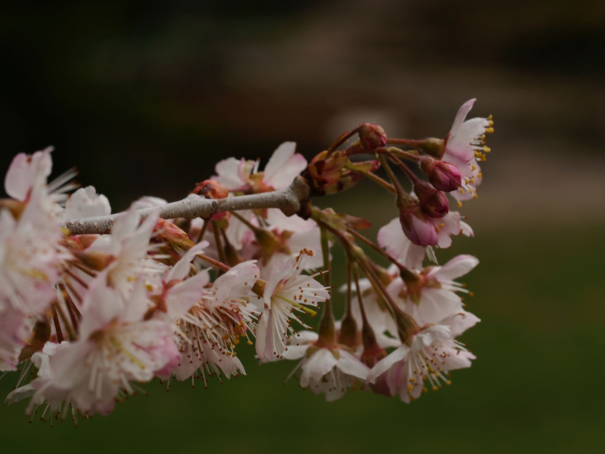 Image of Prunus pseudocerasus var. cantabrigiensis
