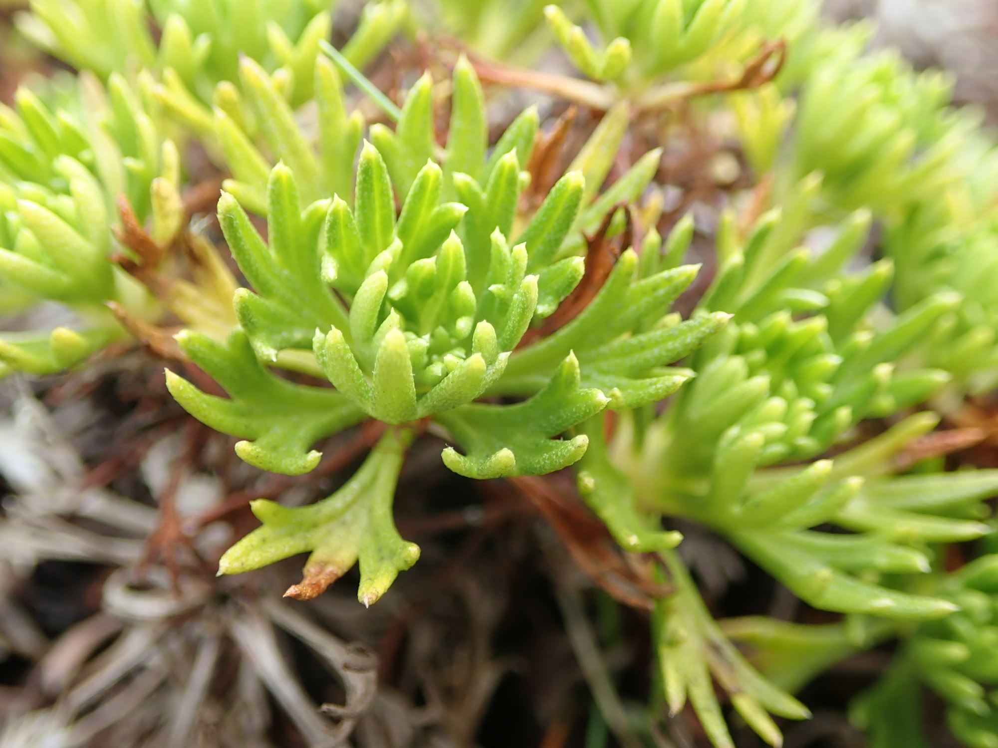 Image of Saxifraga canaliculata