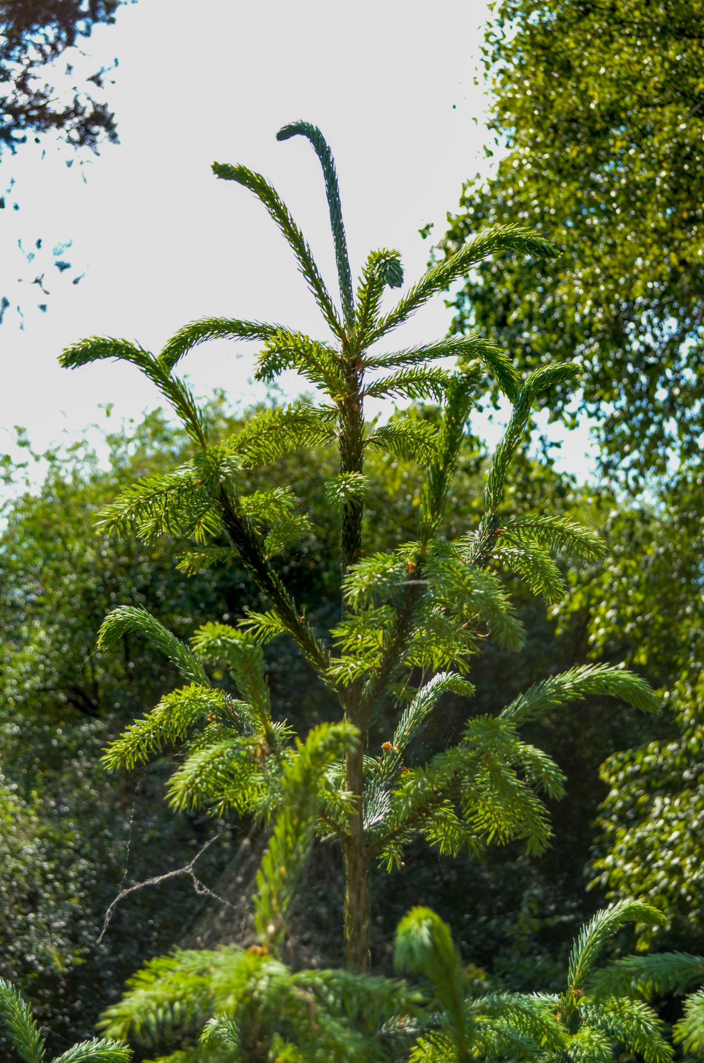 Image of Picea omorika