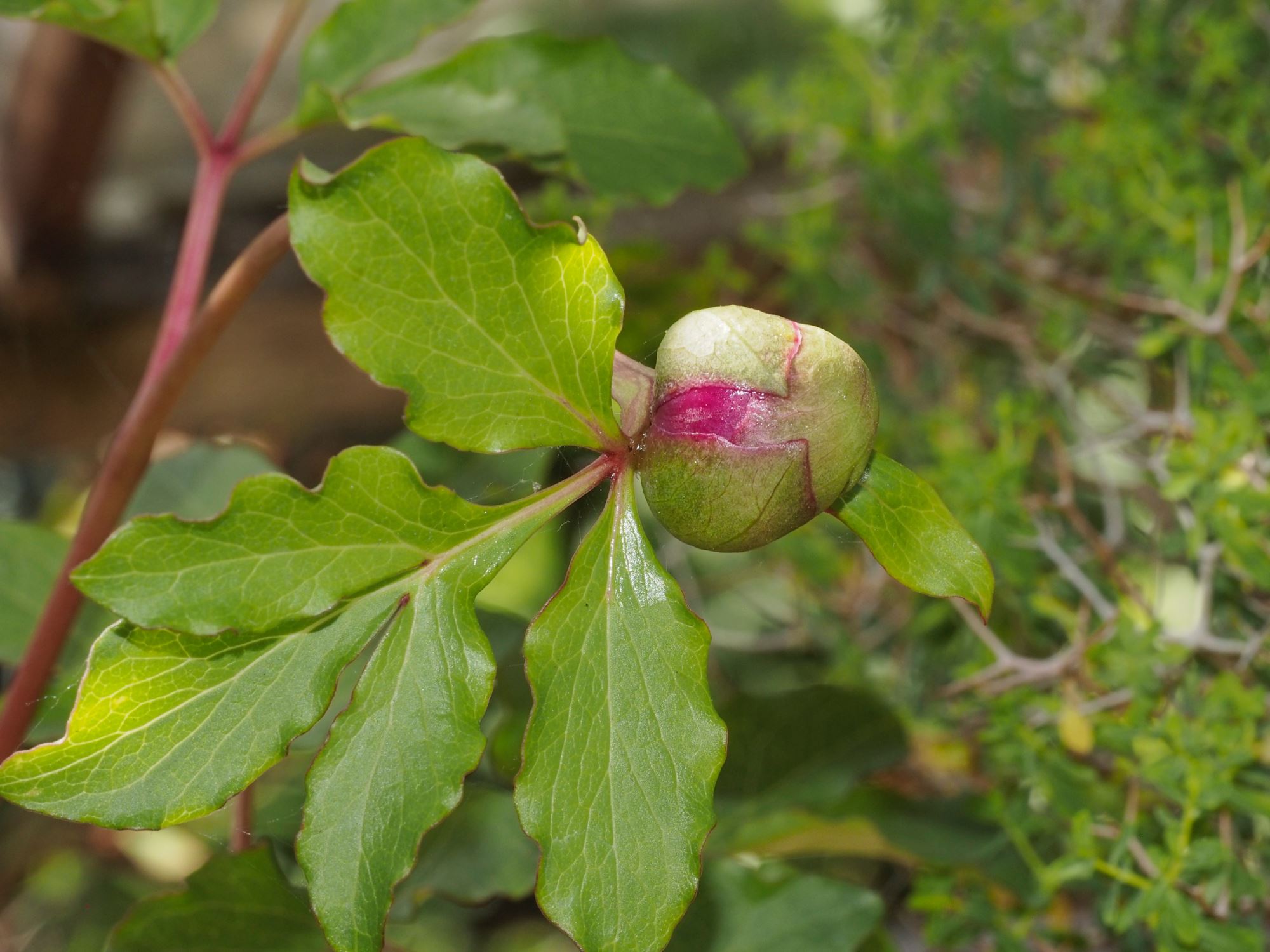 Image of Paeonia mascula subsp. mascula