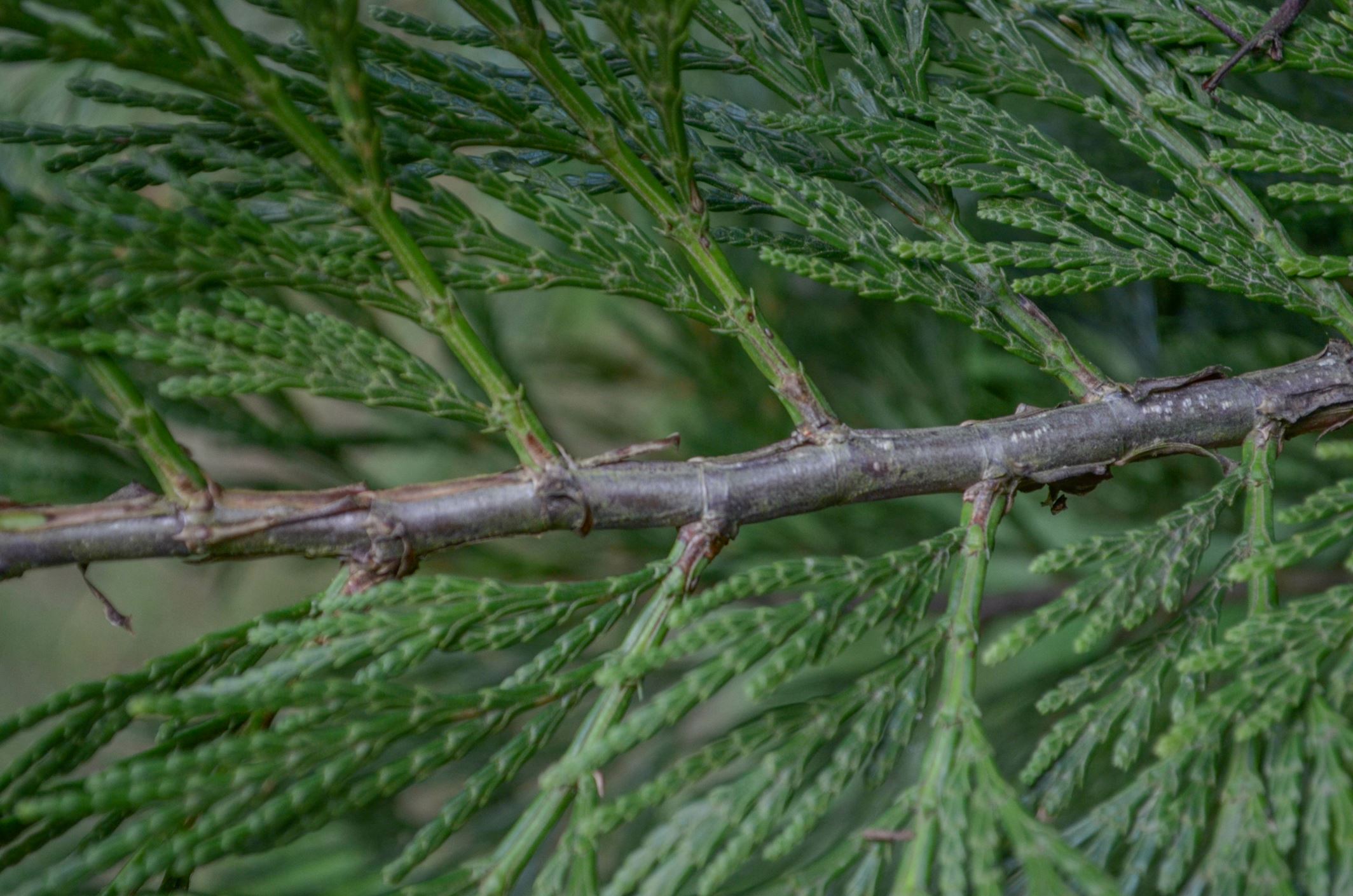 Image of Calocedrus decurrens 'Pillar'