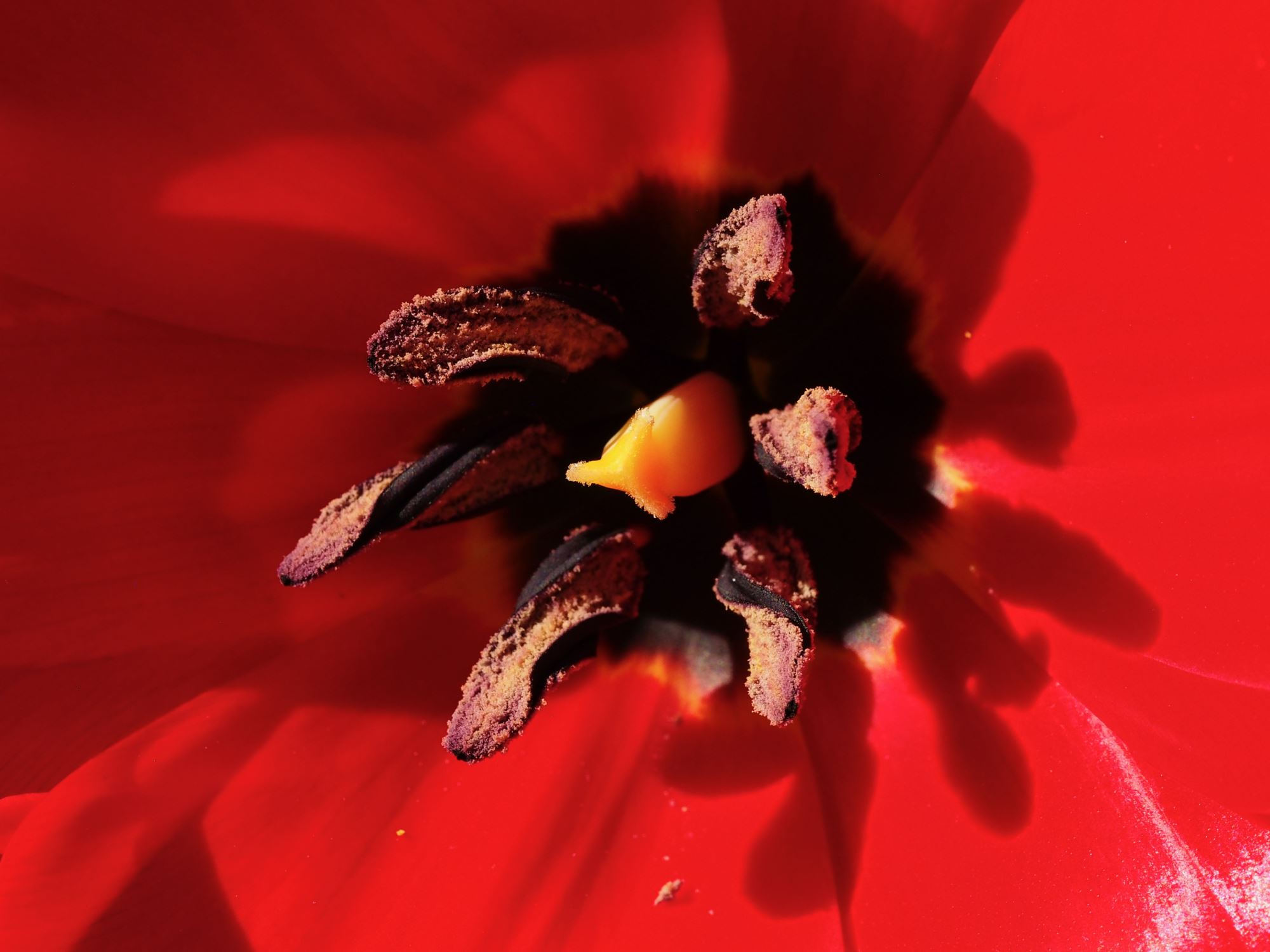 Image of Tulipa fosteriana 'Princeps'