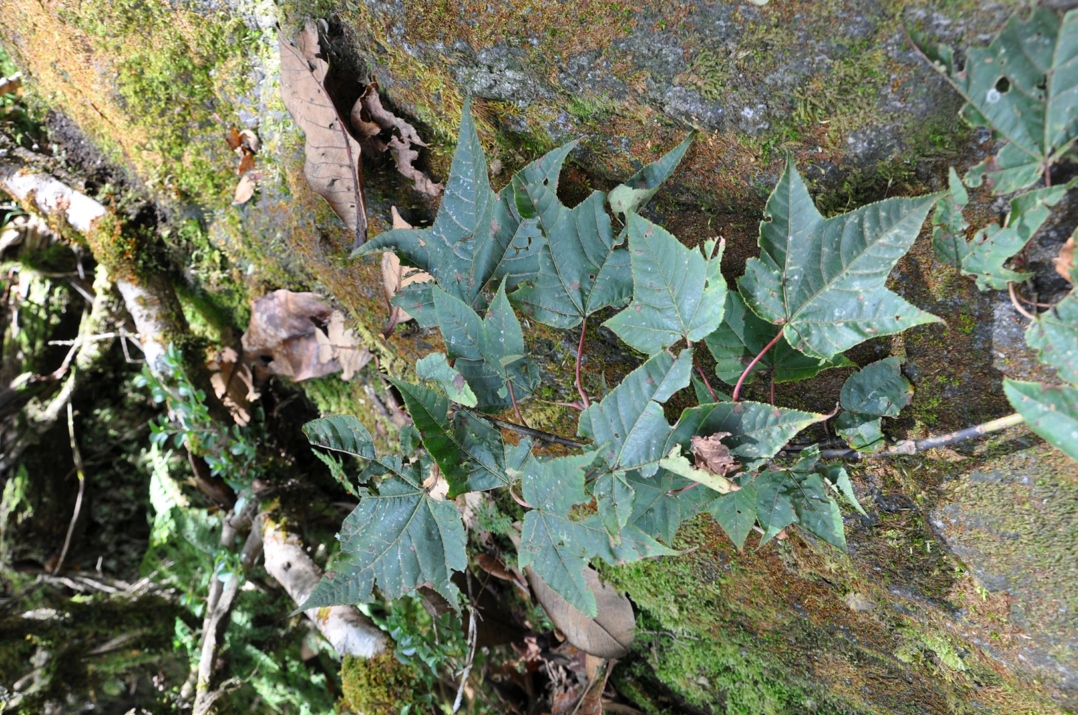 Image of Acer pectinatum