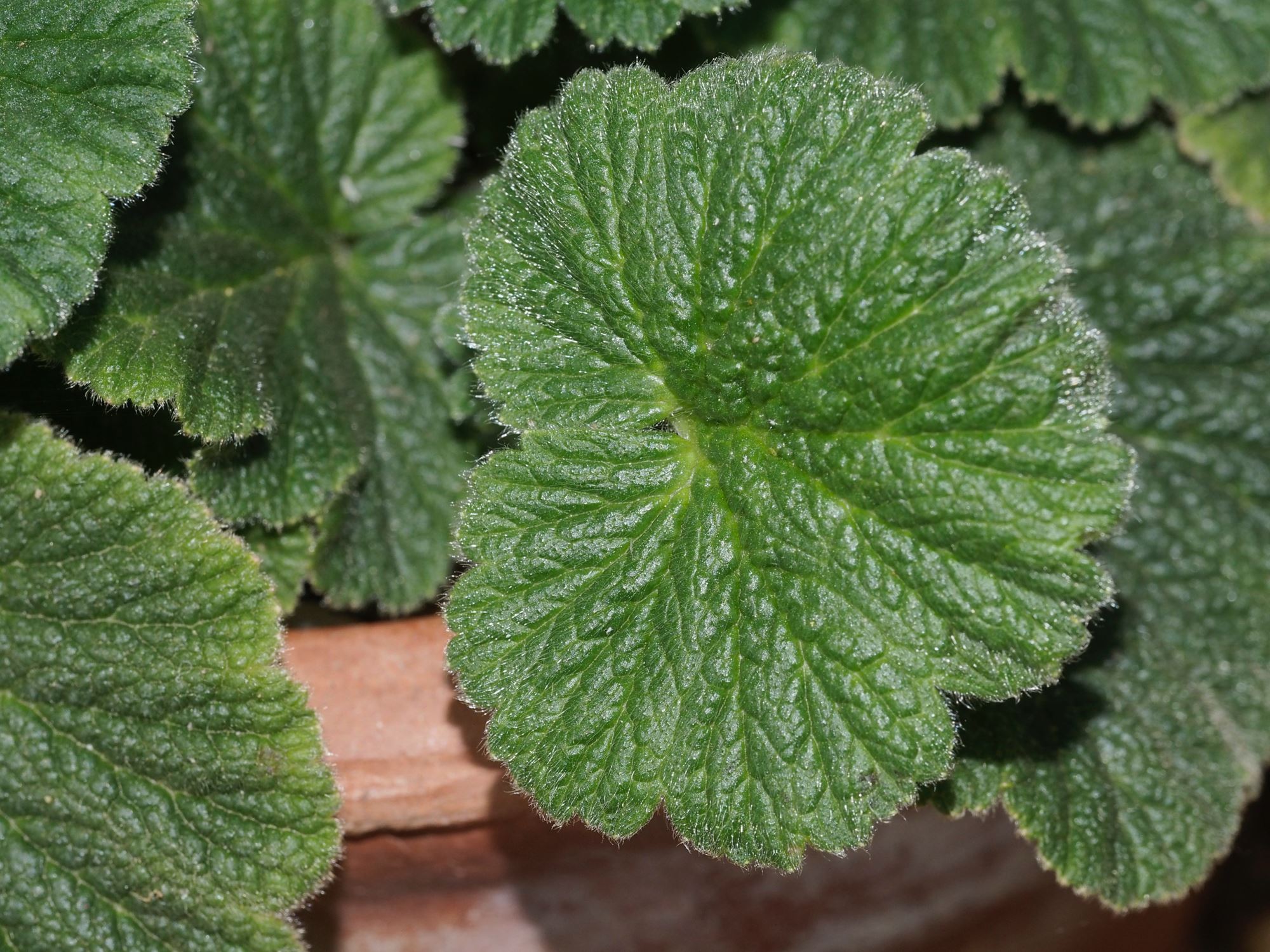 Image of Geum capense