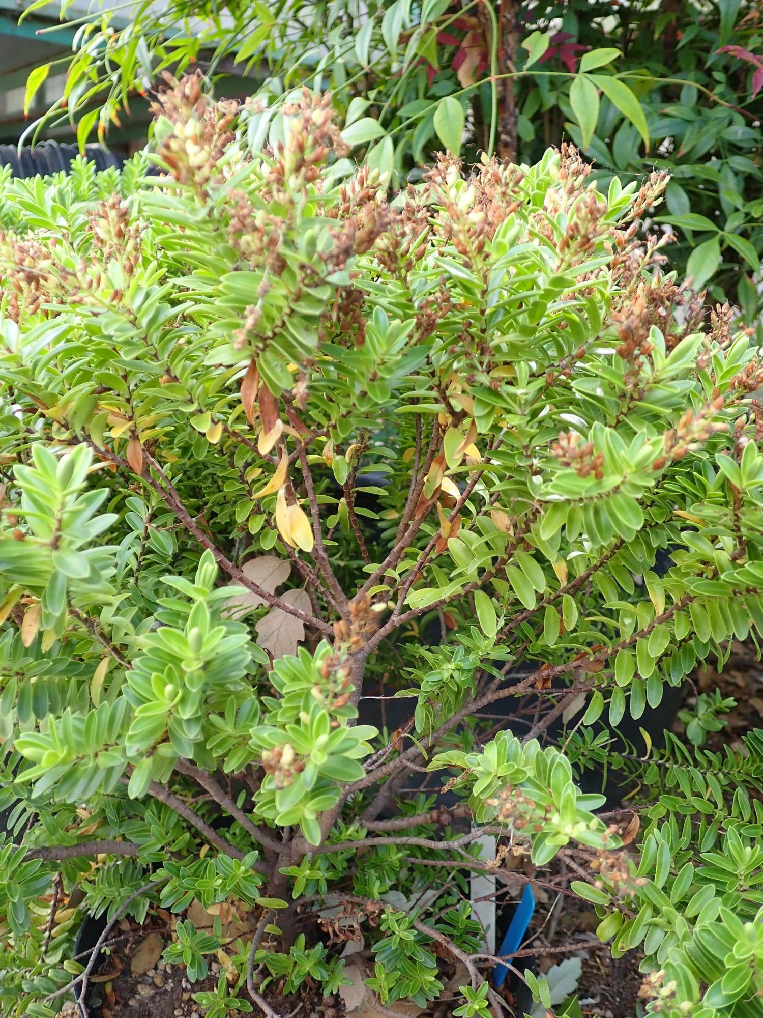 Image of Veronica rakaiensis