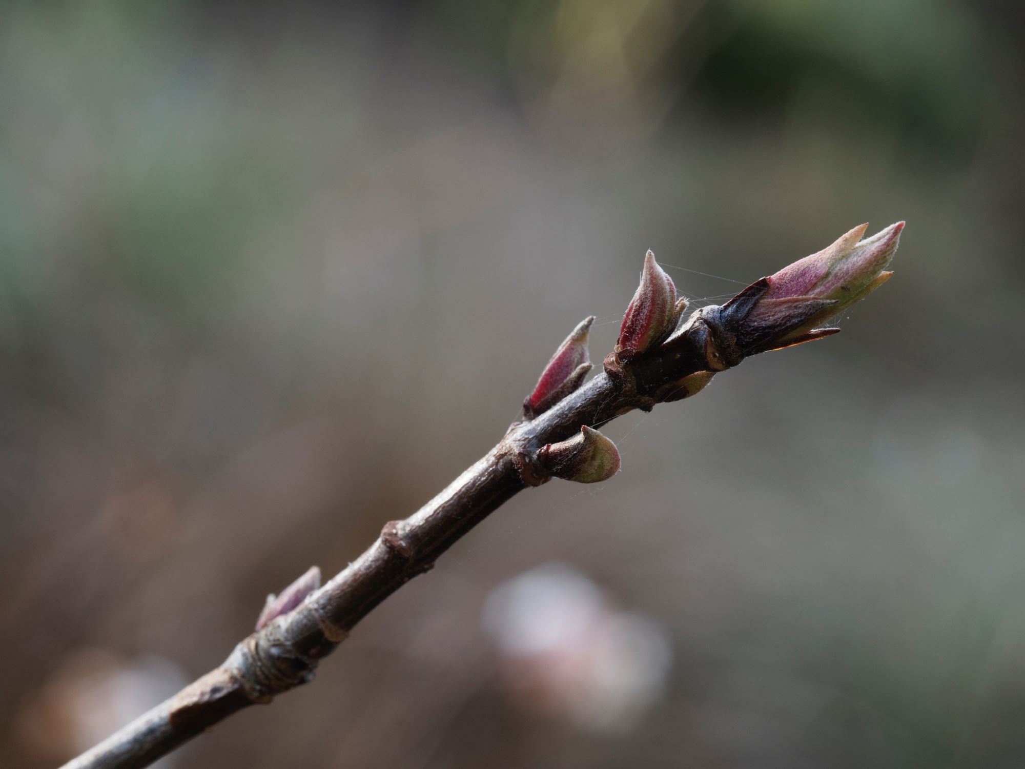 Image of Viburnum farreri 'Nanum'