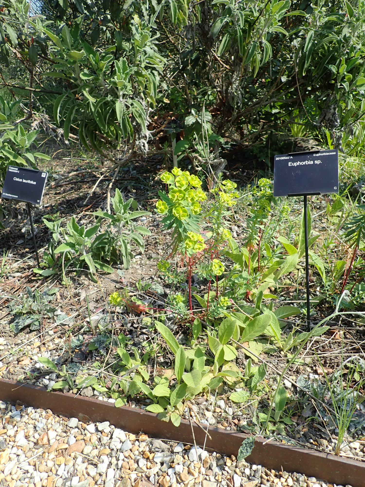 Image of Euphorbia tommasiniana