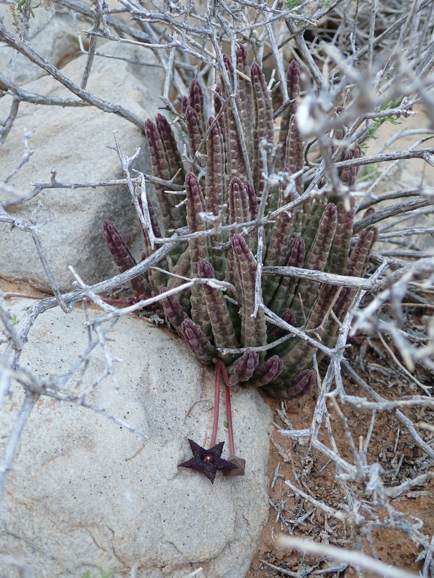 Image of Stapelia similis