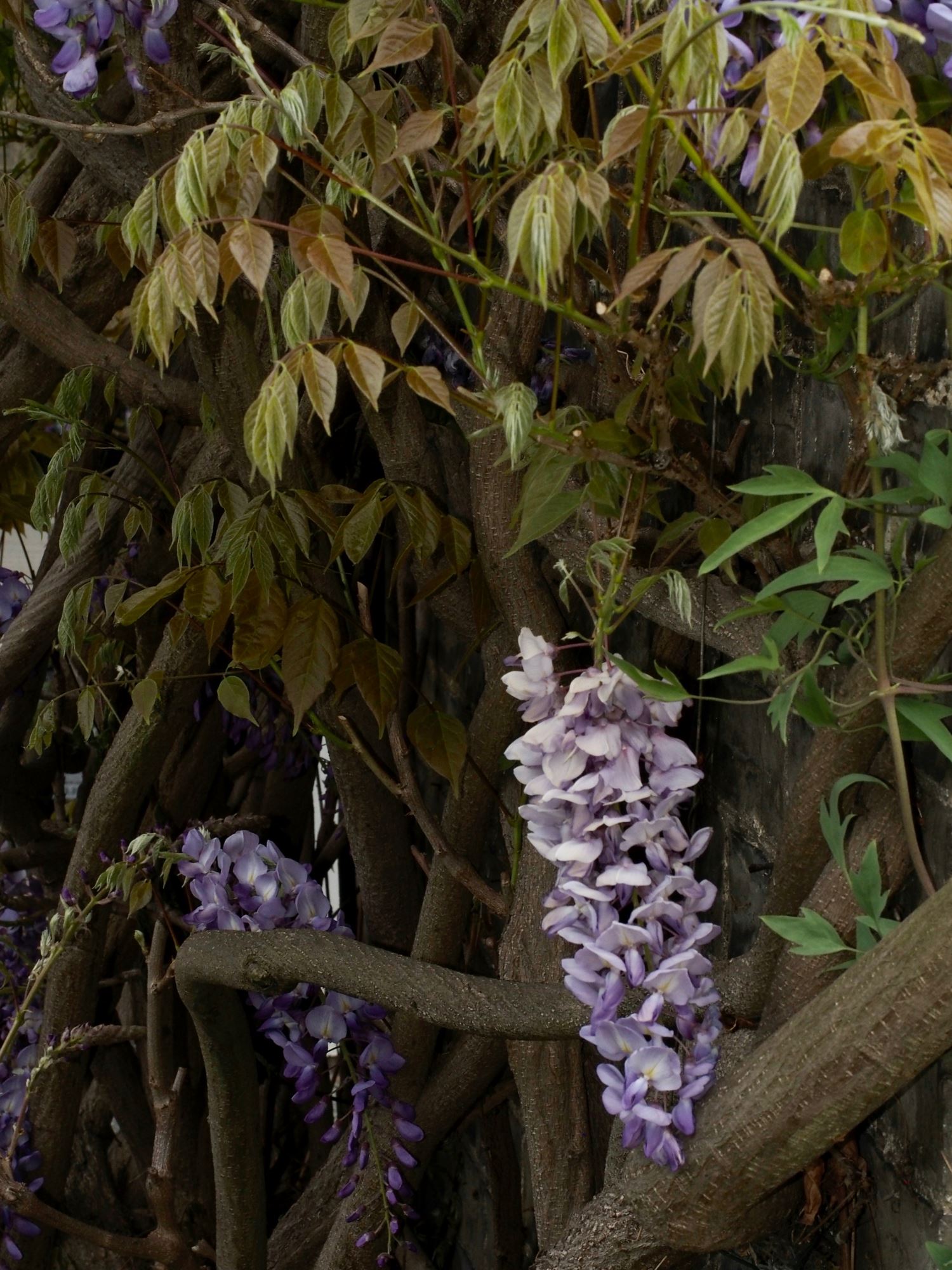 Image of Wisteria sinensis