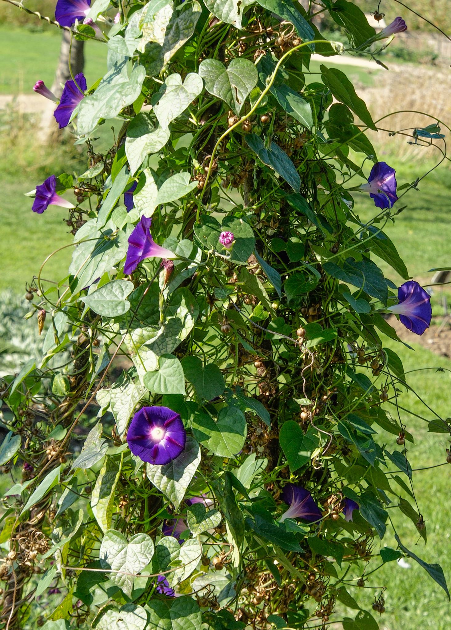 Image of Ipomoea 'Star of Yalta'