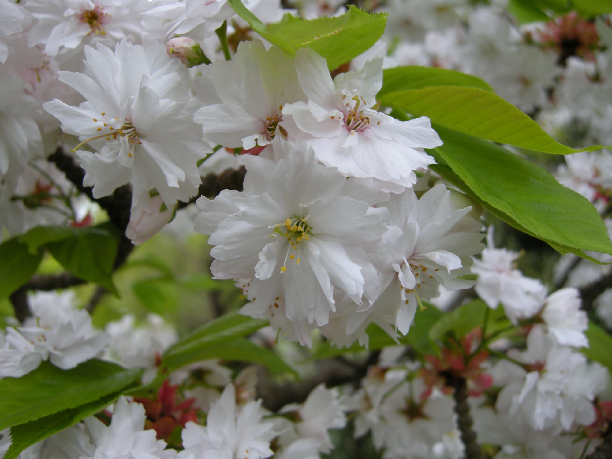 Image of Prunus serrulata 'Alboplena'