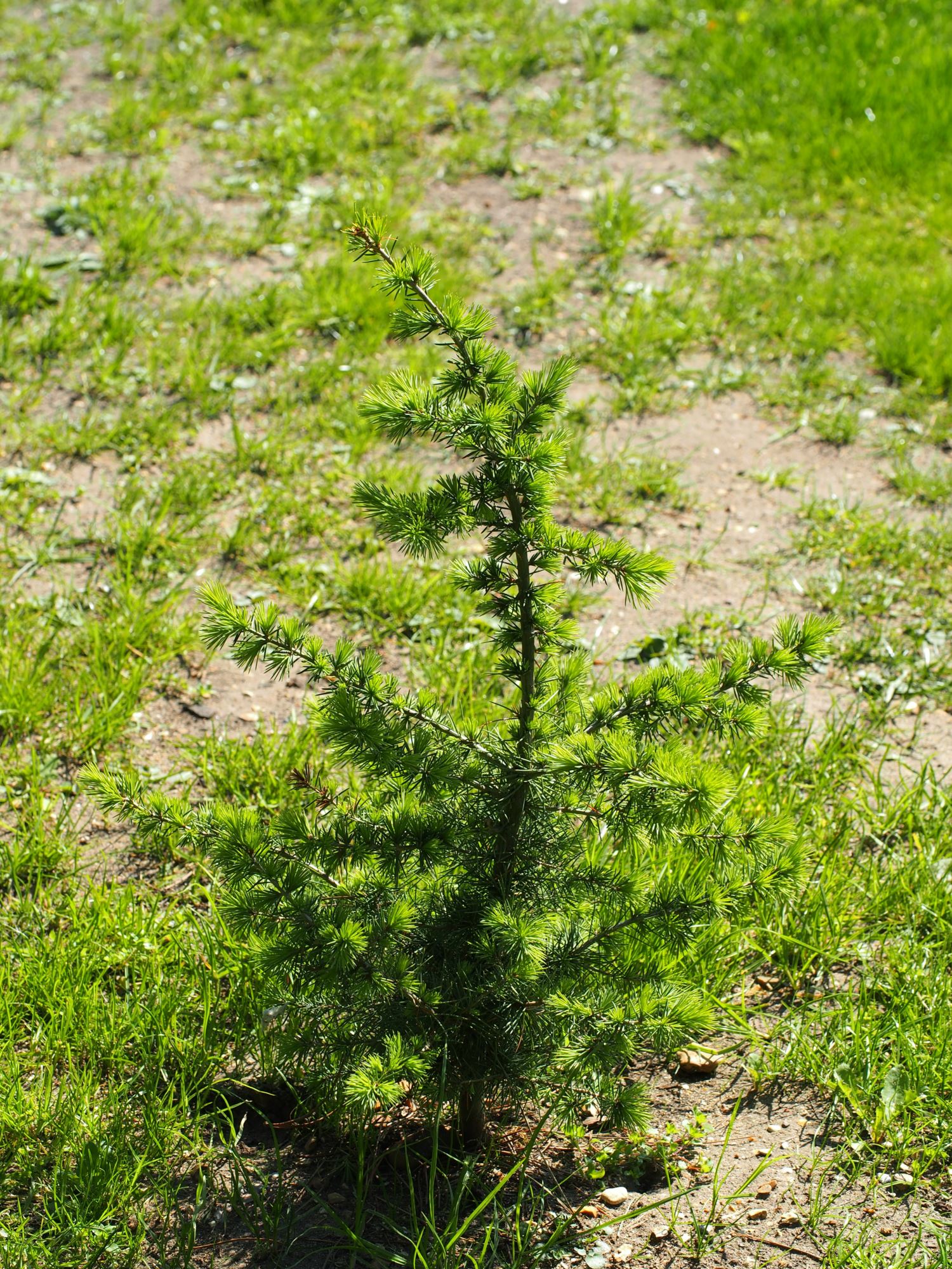 Image of Cedrus atlantica