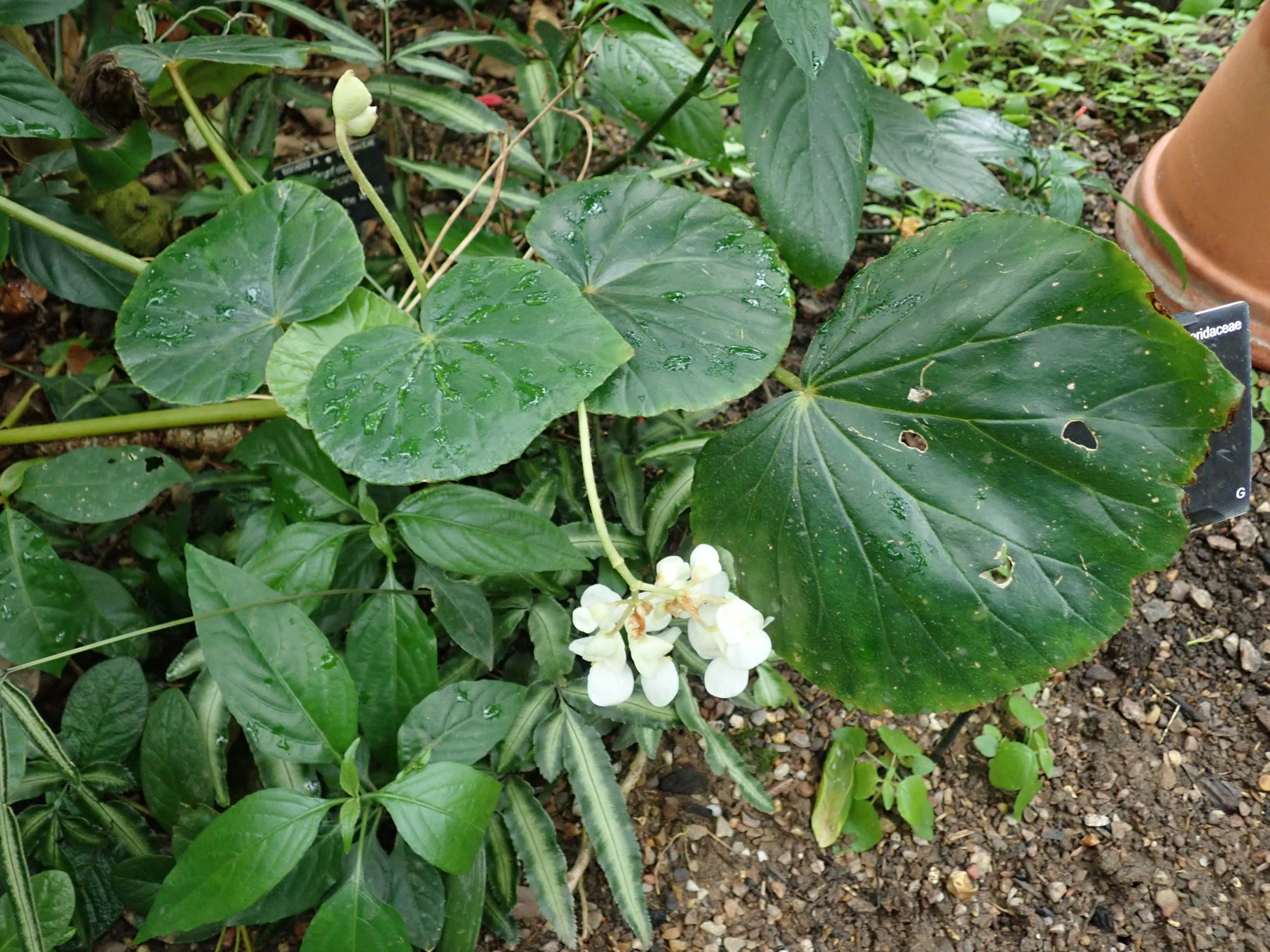 Image of Begonia sericoneura