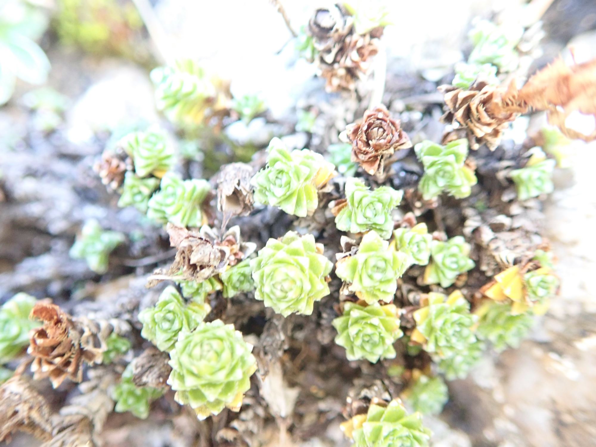 Image of Saxifraga oppositifolia